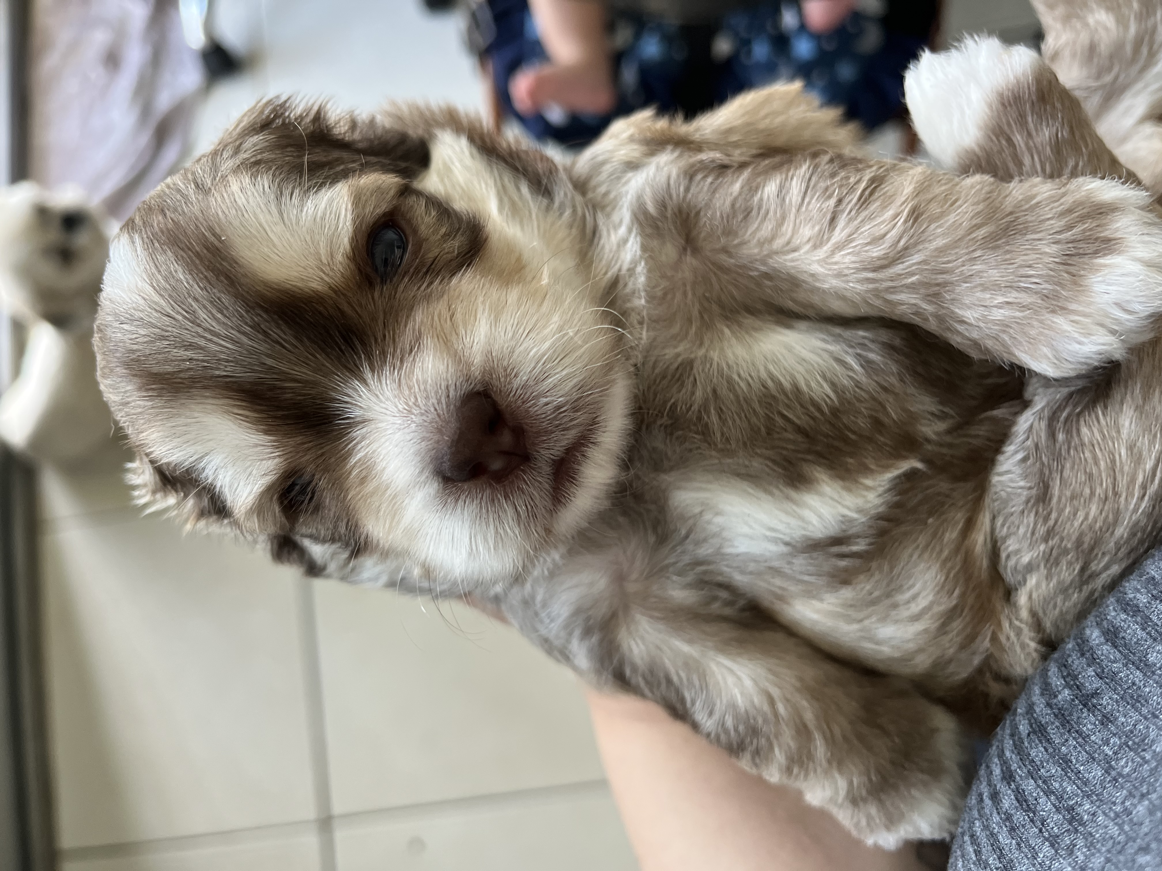 Portal Vendocão Filhote de shihtzu com yorkshire  Belem