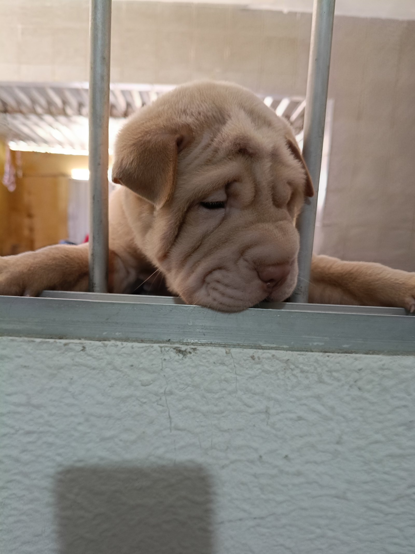 Filhotes de Shar-pei  - Foto 3