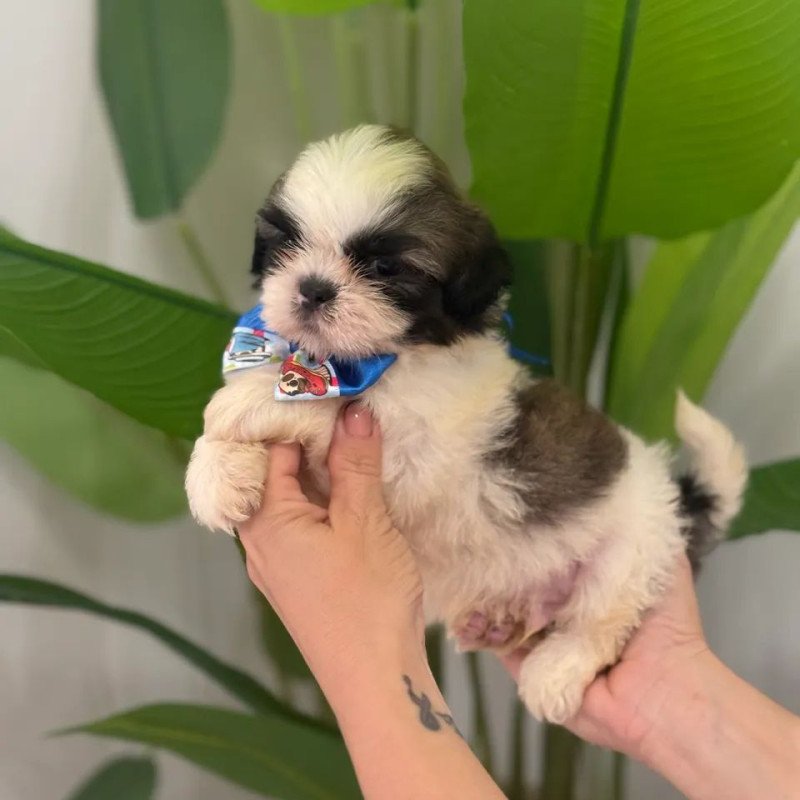 Lindo filhote shih tzu mini vacinado