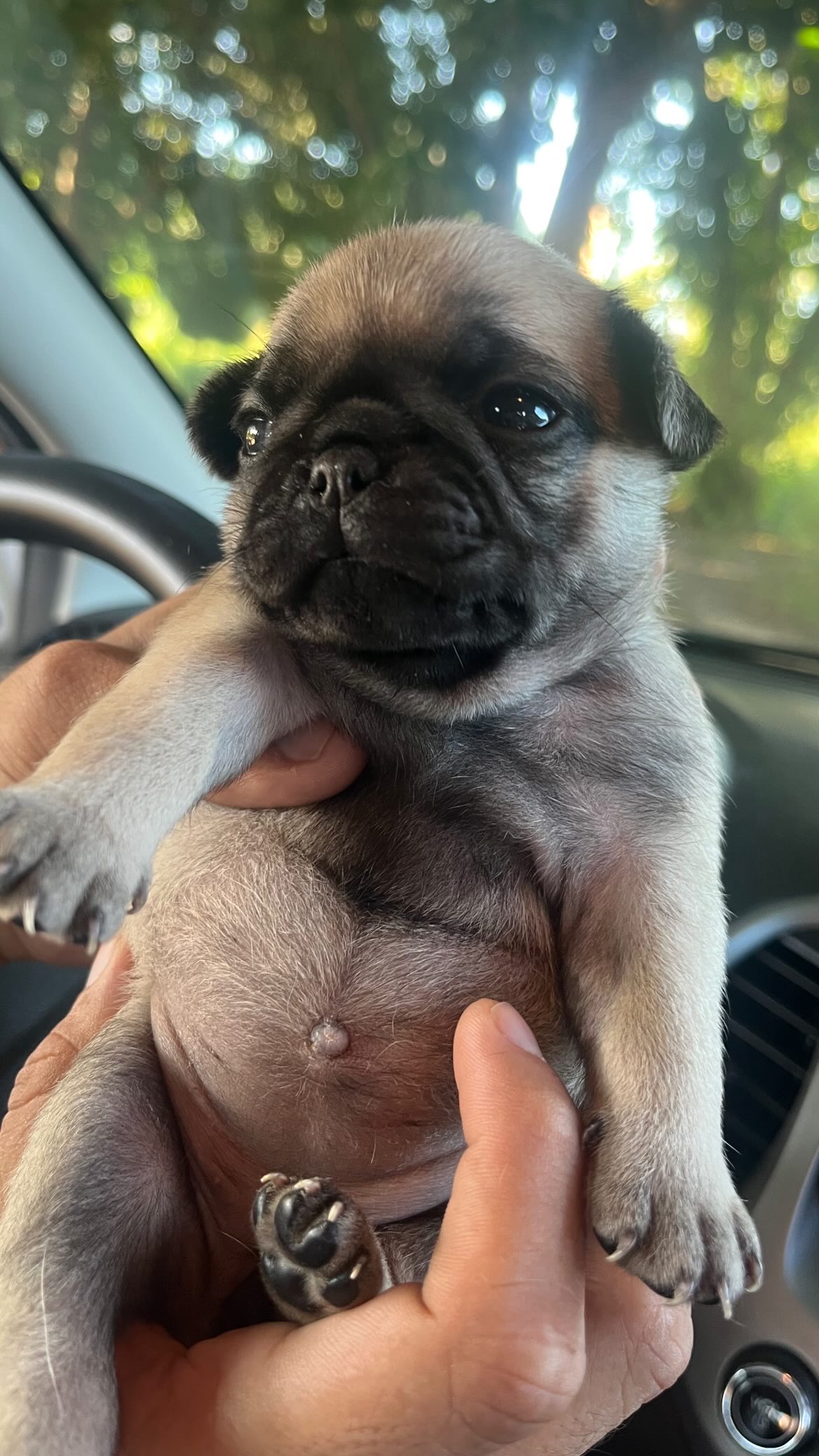 Portal Vendocão Filhotes de pugs fêmeas  Manaus