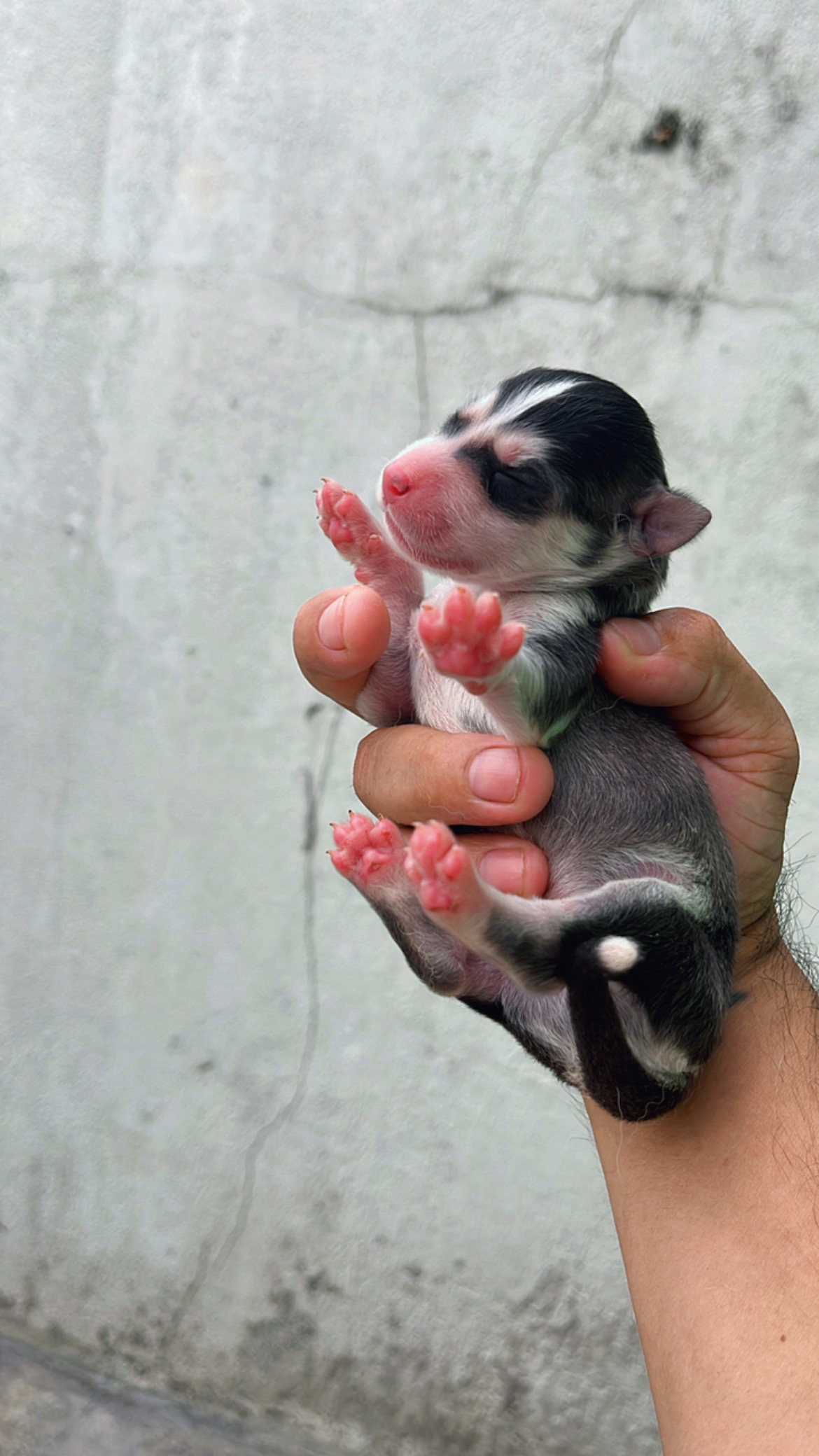 Vendo filhotes de Husky siberiano  - Foto 1