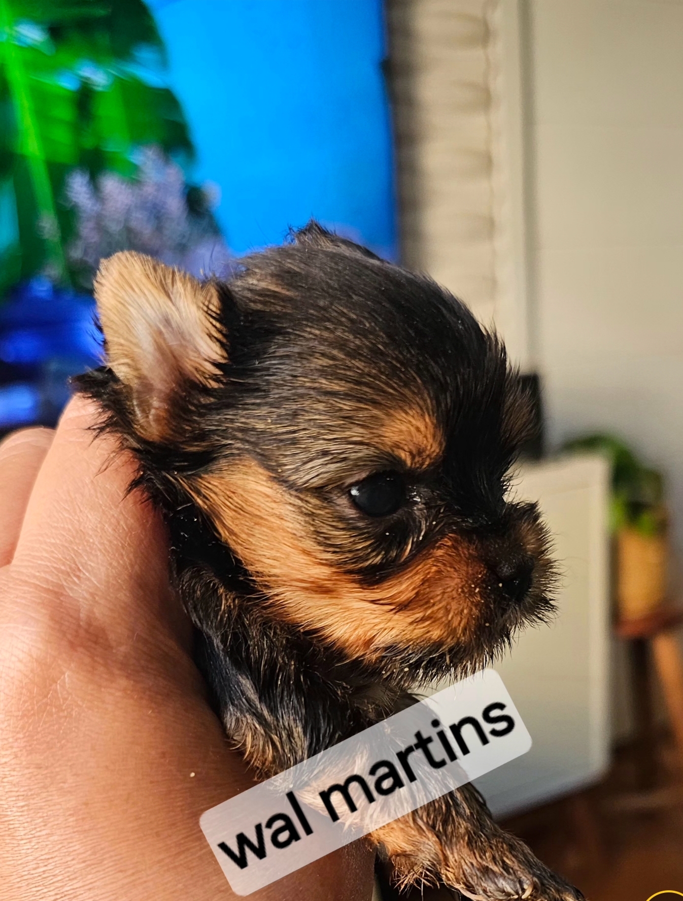 Portal Vendocão Yorkshire bebê-lo  Brasília