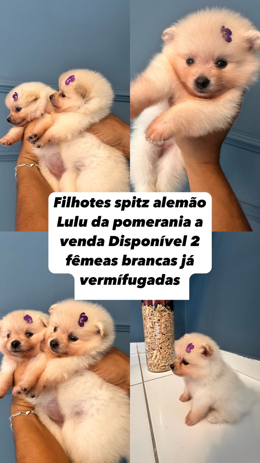 Portal Vendocão Lulu da pomerania  Salvador 