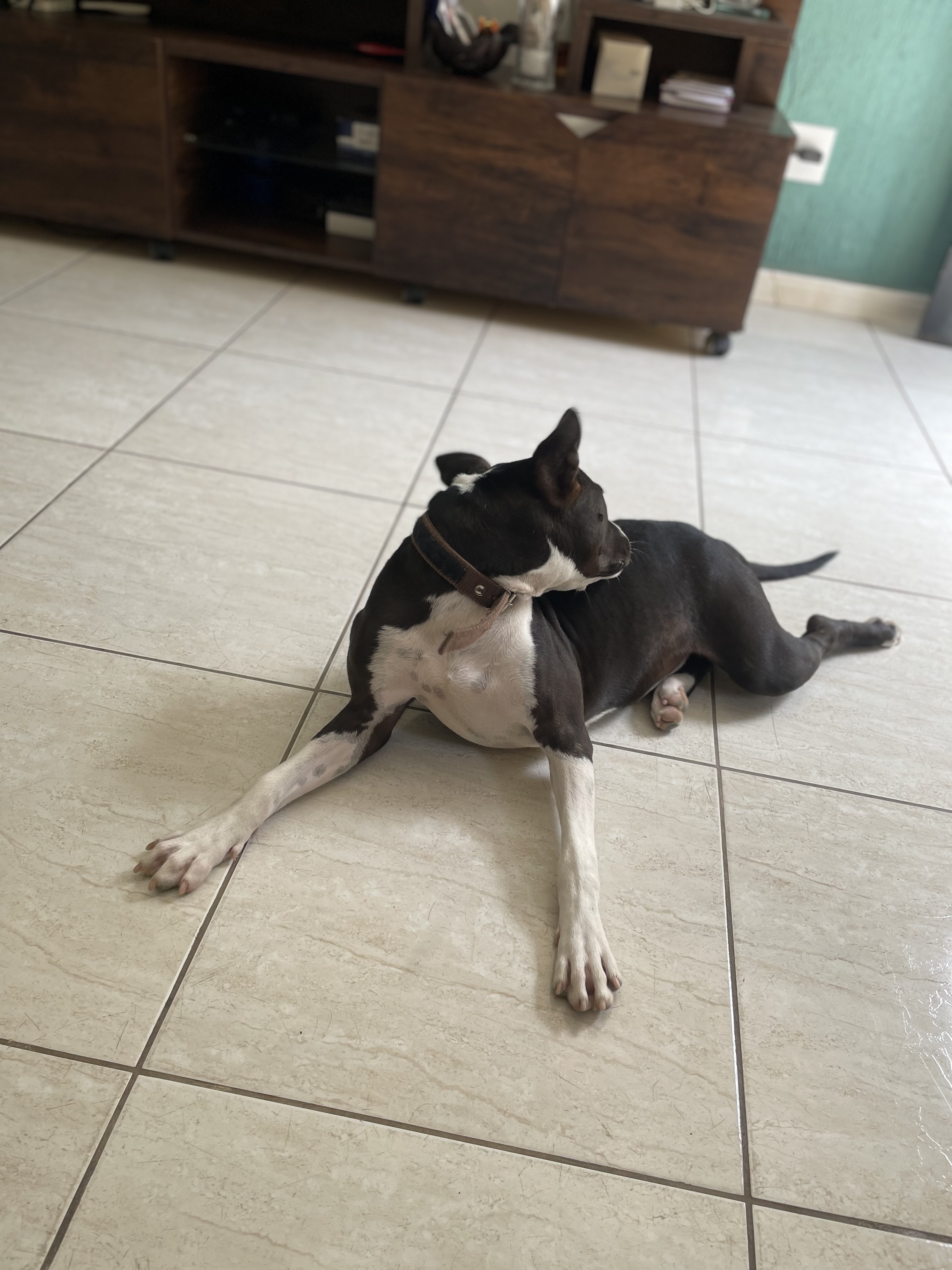 Portal Vendocão American staffordshire terrier Belo Horizonte 