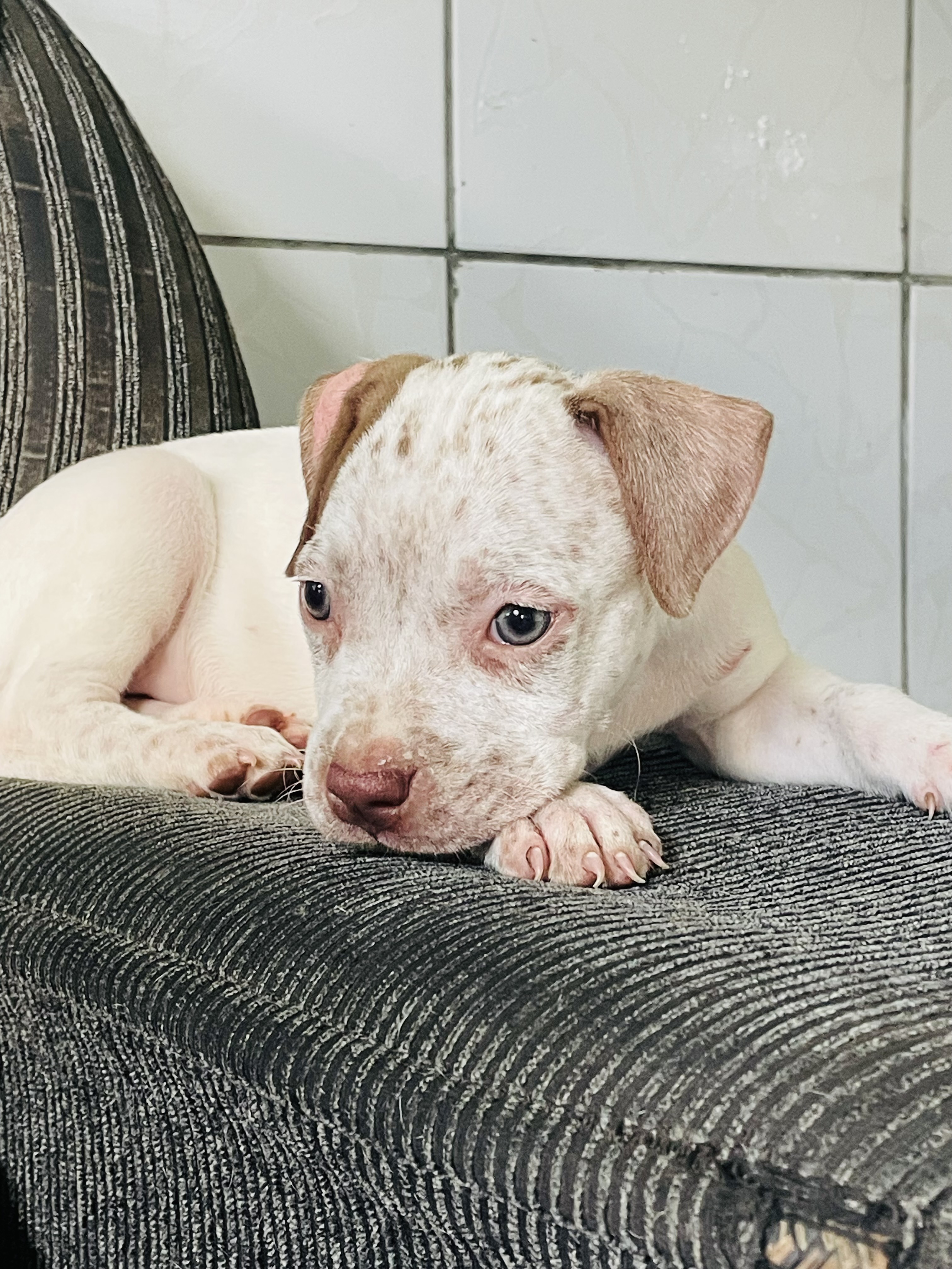 Filhote de Pitbull  - Foto 1
