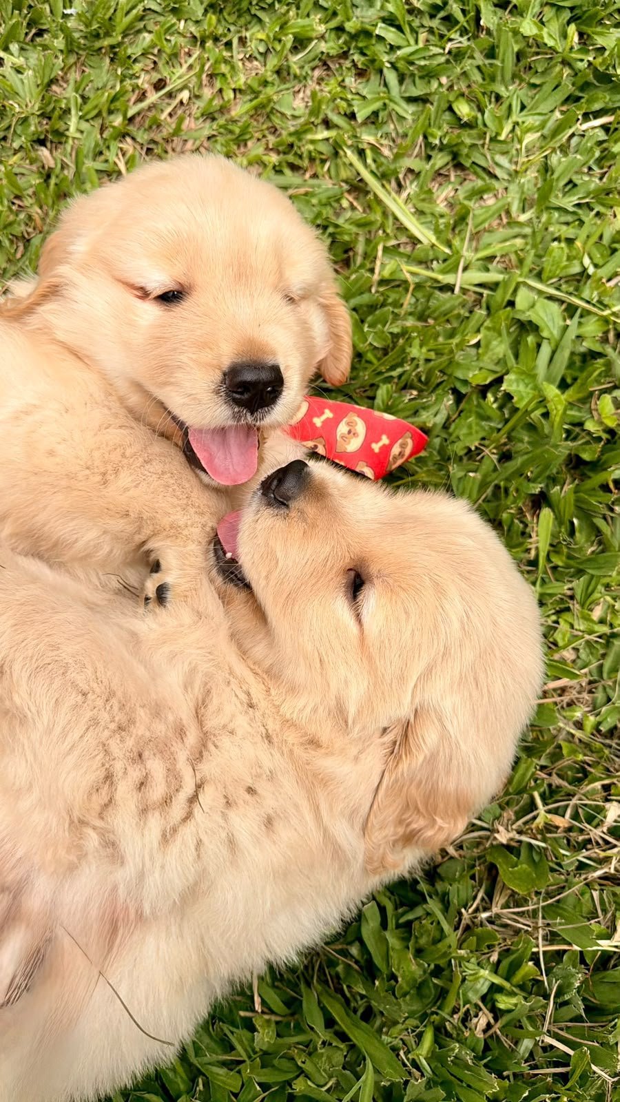 Goden Retriever