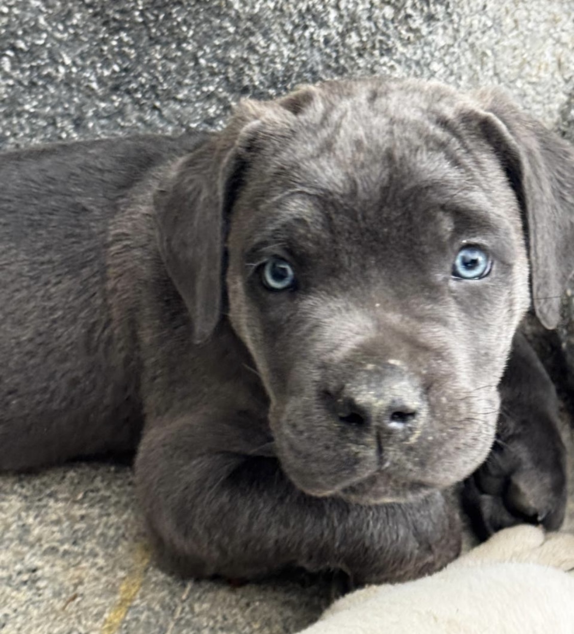 filhotes de Cane Corso Rio de Janeiro