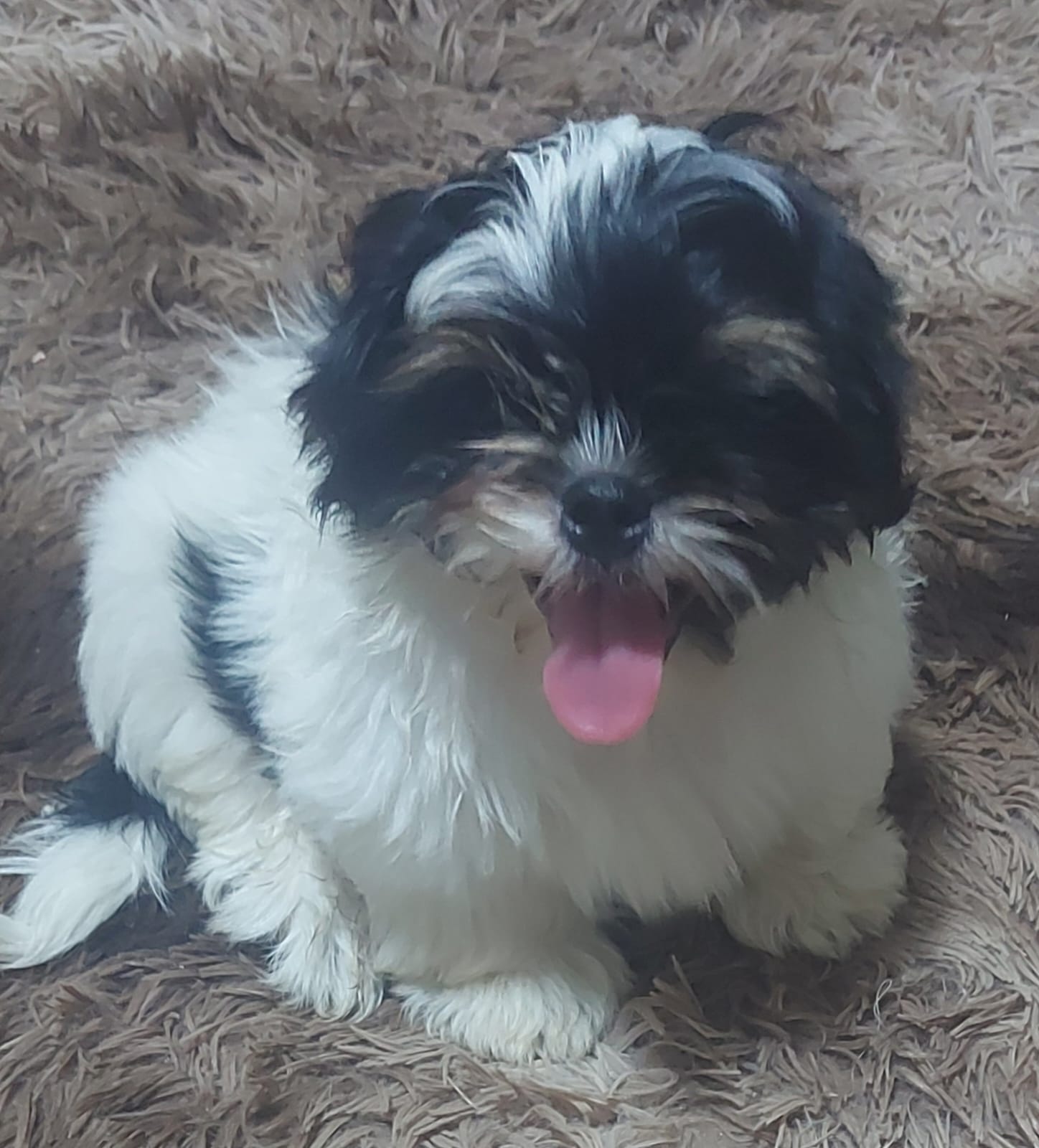 Portal Vendocão FILHOTE DE SHIH TZU PALMAS