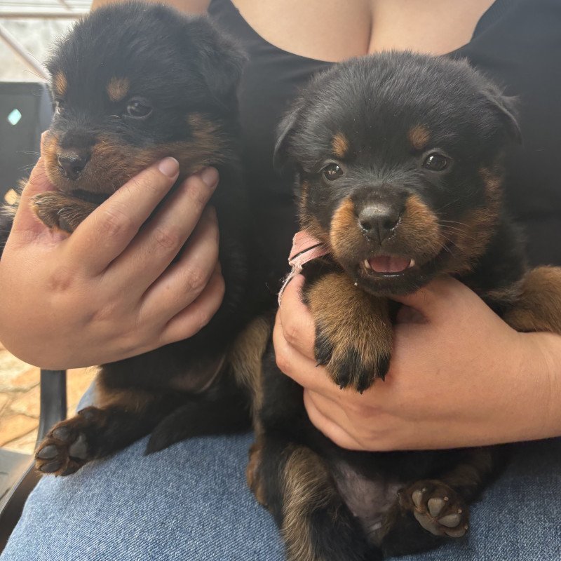 Filhotes de Rottwailer disponíveis