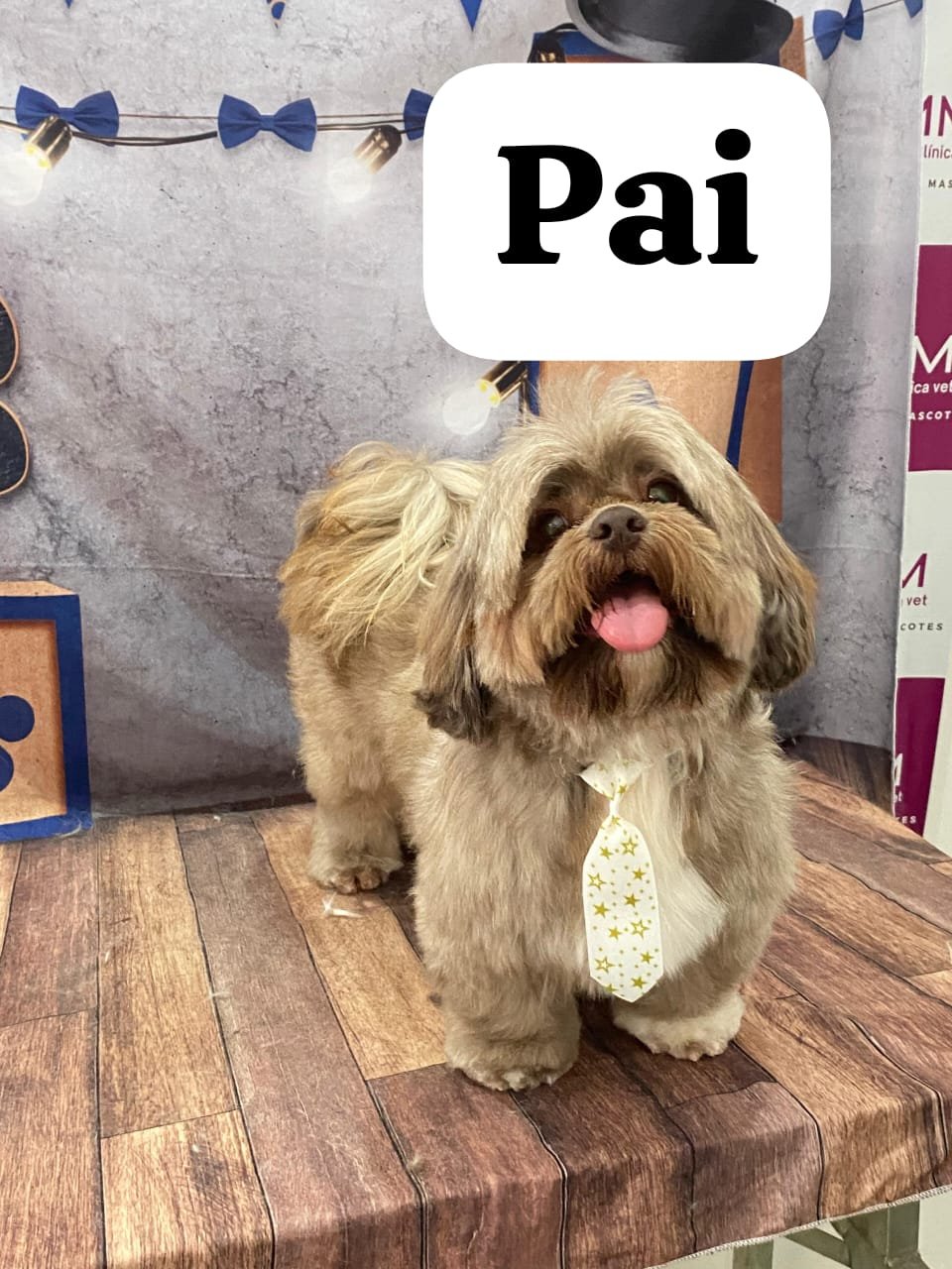 Vendo dois filhotes Shihtzu  - Foto 3