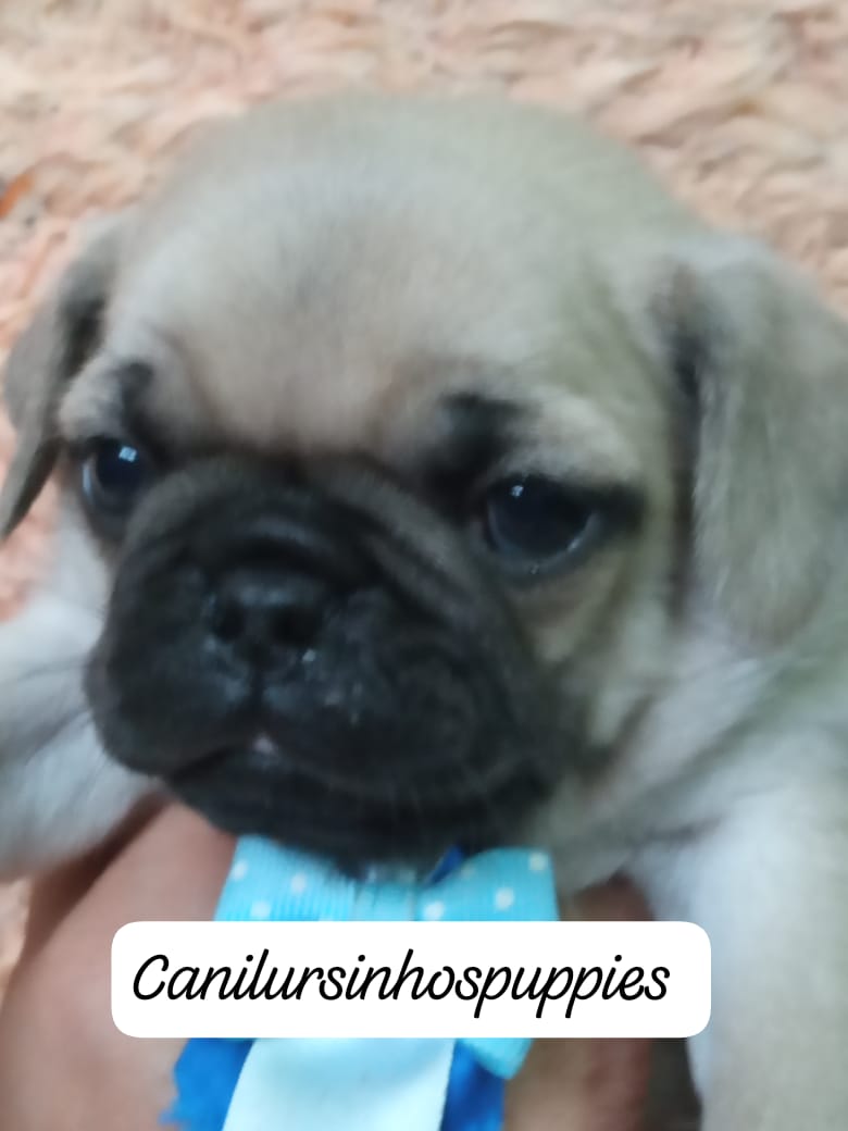Portal Vendocão pug referencia na criação da raça @canilursinhospuppies  são jose dos campos 