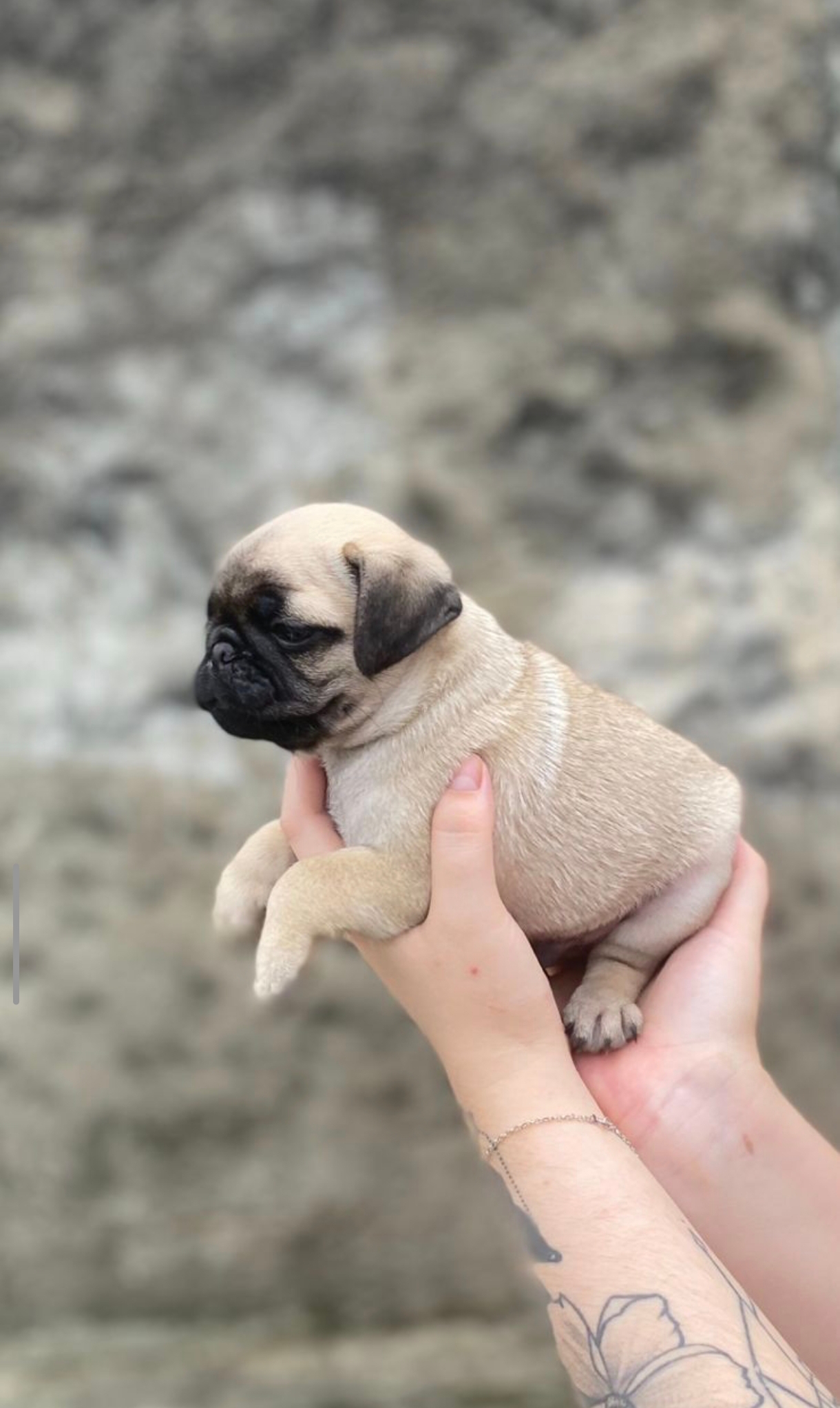 Pug - Foto 1