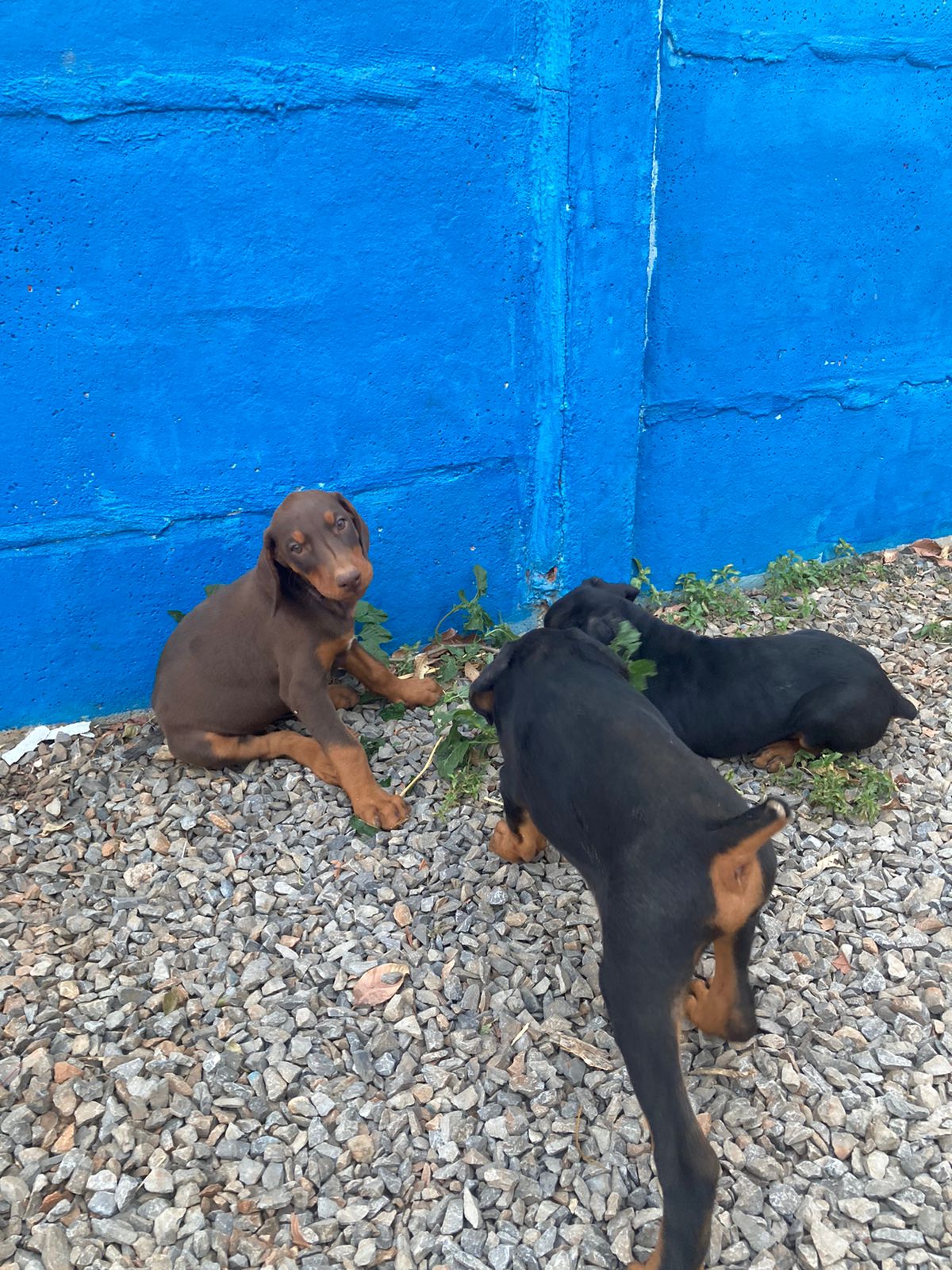 Portal Vendocão Filhotes Dobermann Arcos