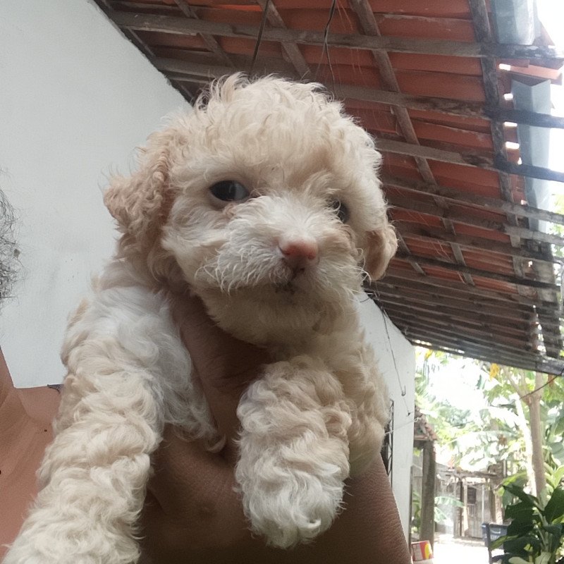 Poldle toy legítimo ração pura