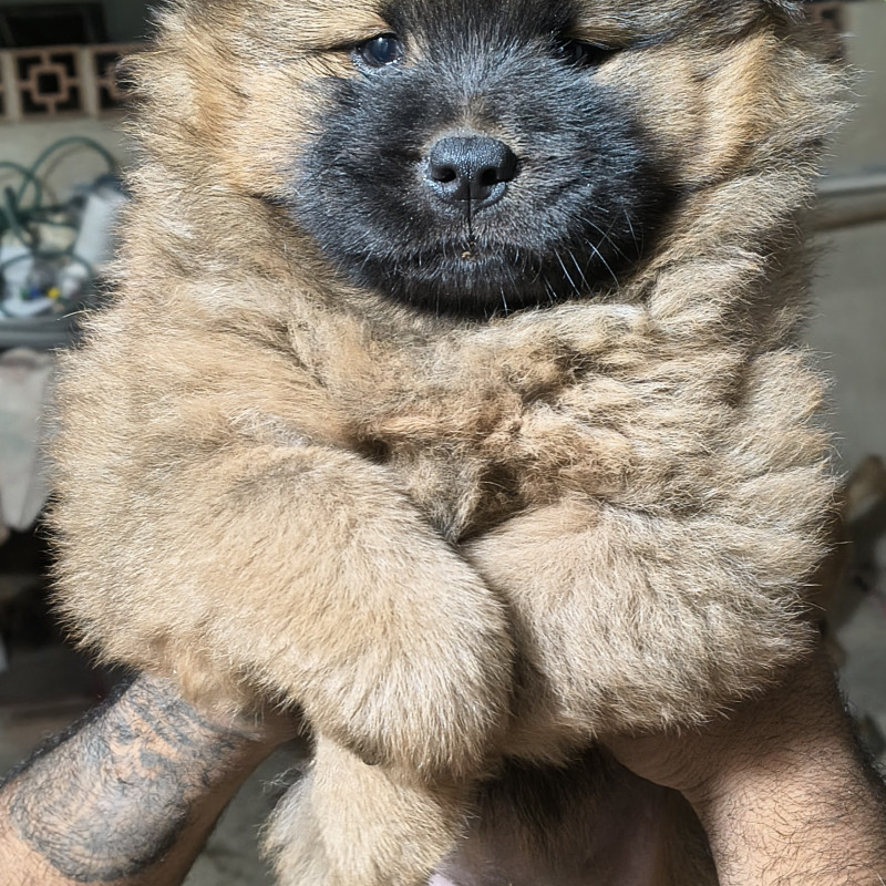 Filhotes de Chow chow - Foto 2