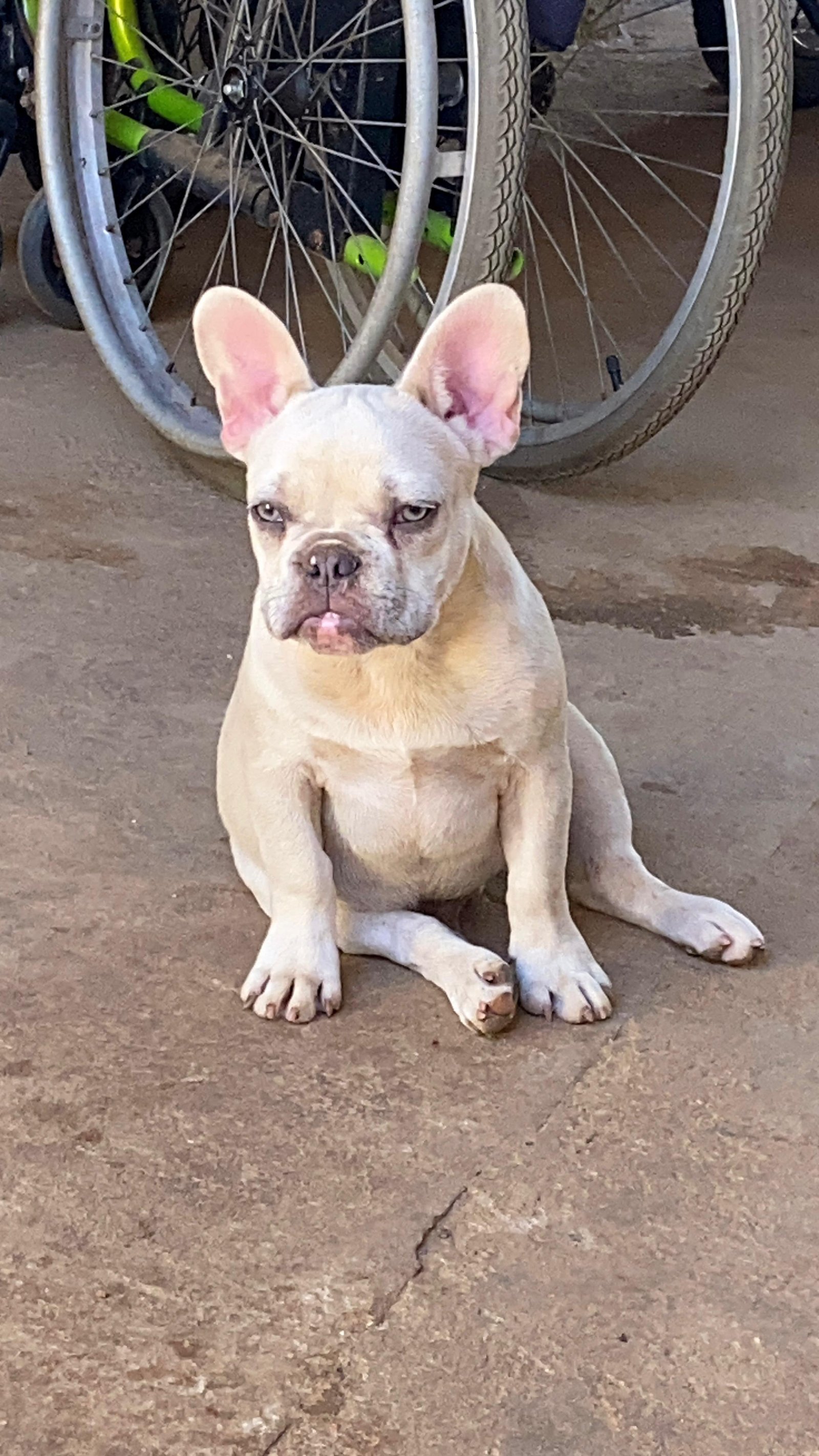 Filhote de Bulldog francês  - Foto 1