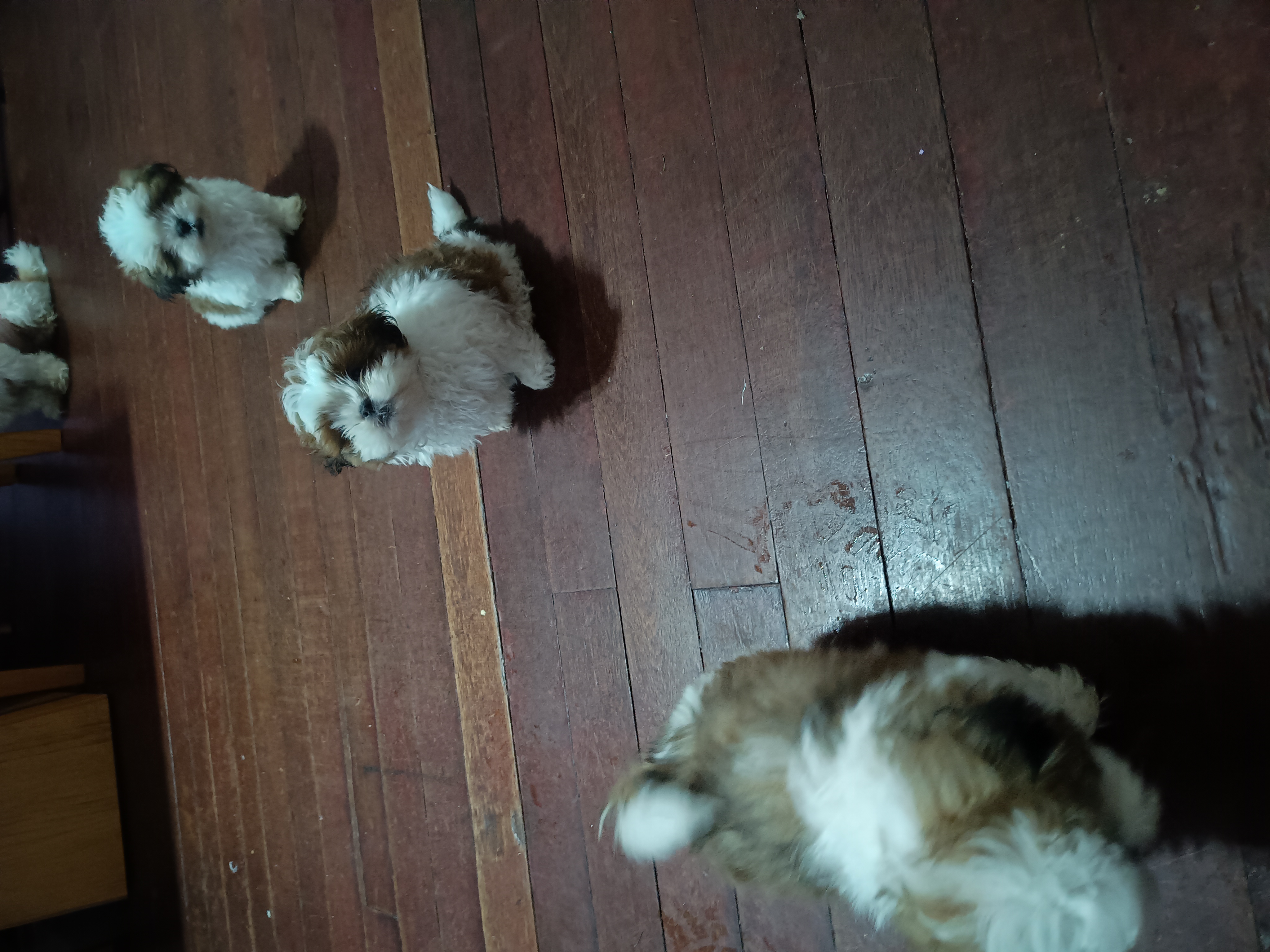 Vendo Shih tzu filhotes 52 dias