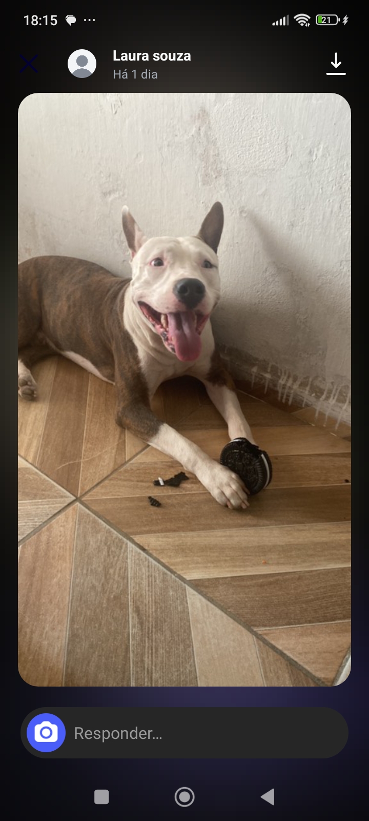 Portal Vendocão Vendo dois filhotes de Pitbull lindos eles são pitibull puro mãe uma pitibull rebaixada o pai um pitibull terrier, eles já tomaram o remédio de verme  Recife