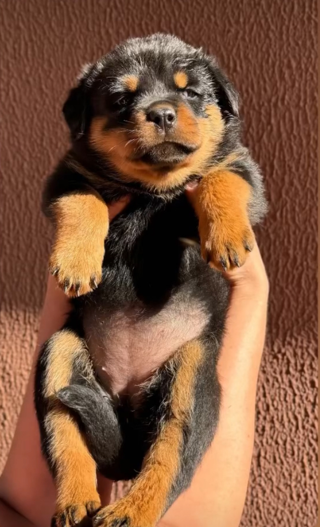 filhotes de Rottweiler Campo Grande 