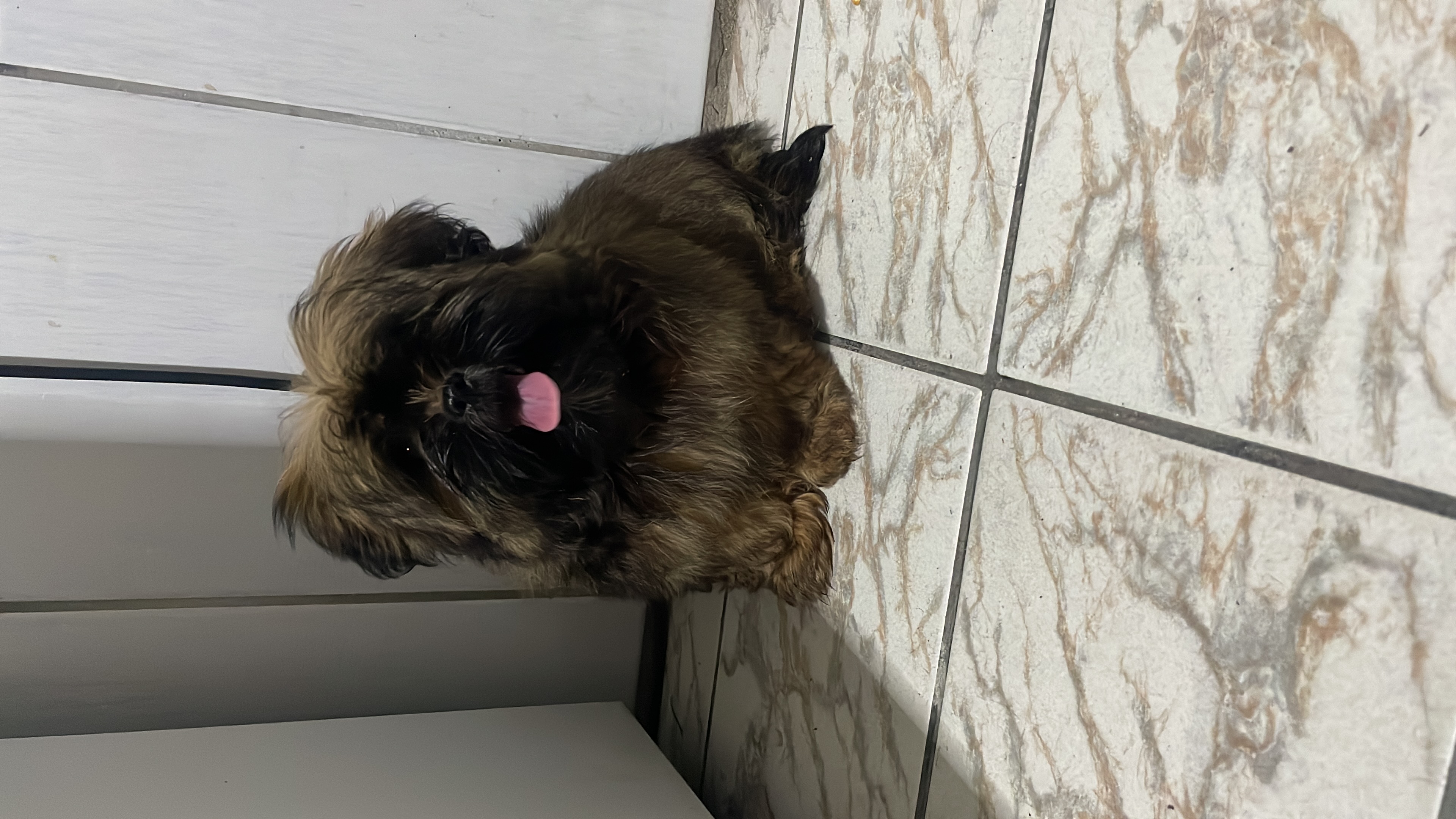 Portal Vendocão Filhote macho da raça shih tzu  são vicente