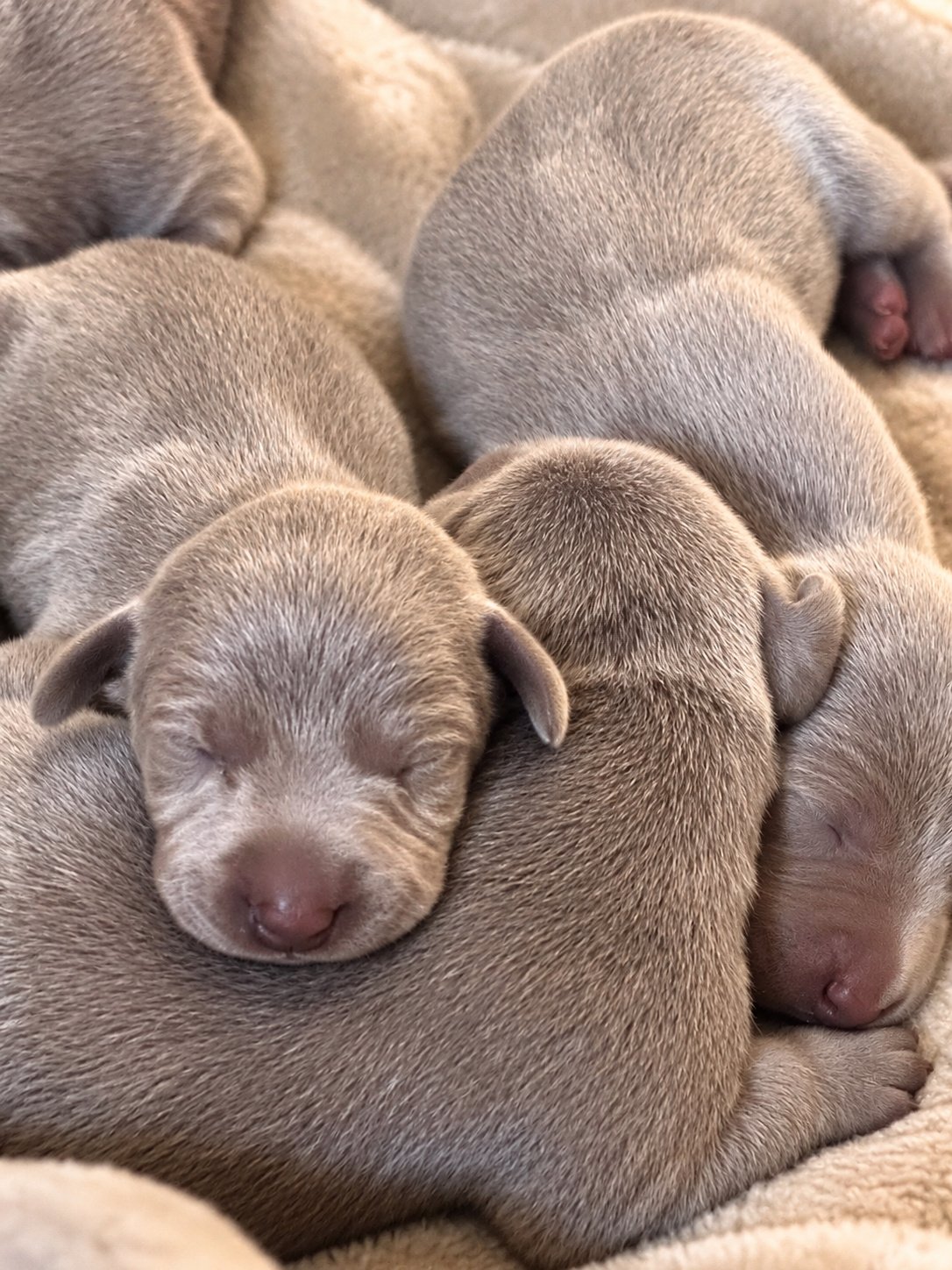 Filhotes de Weimaraner