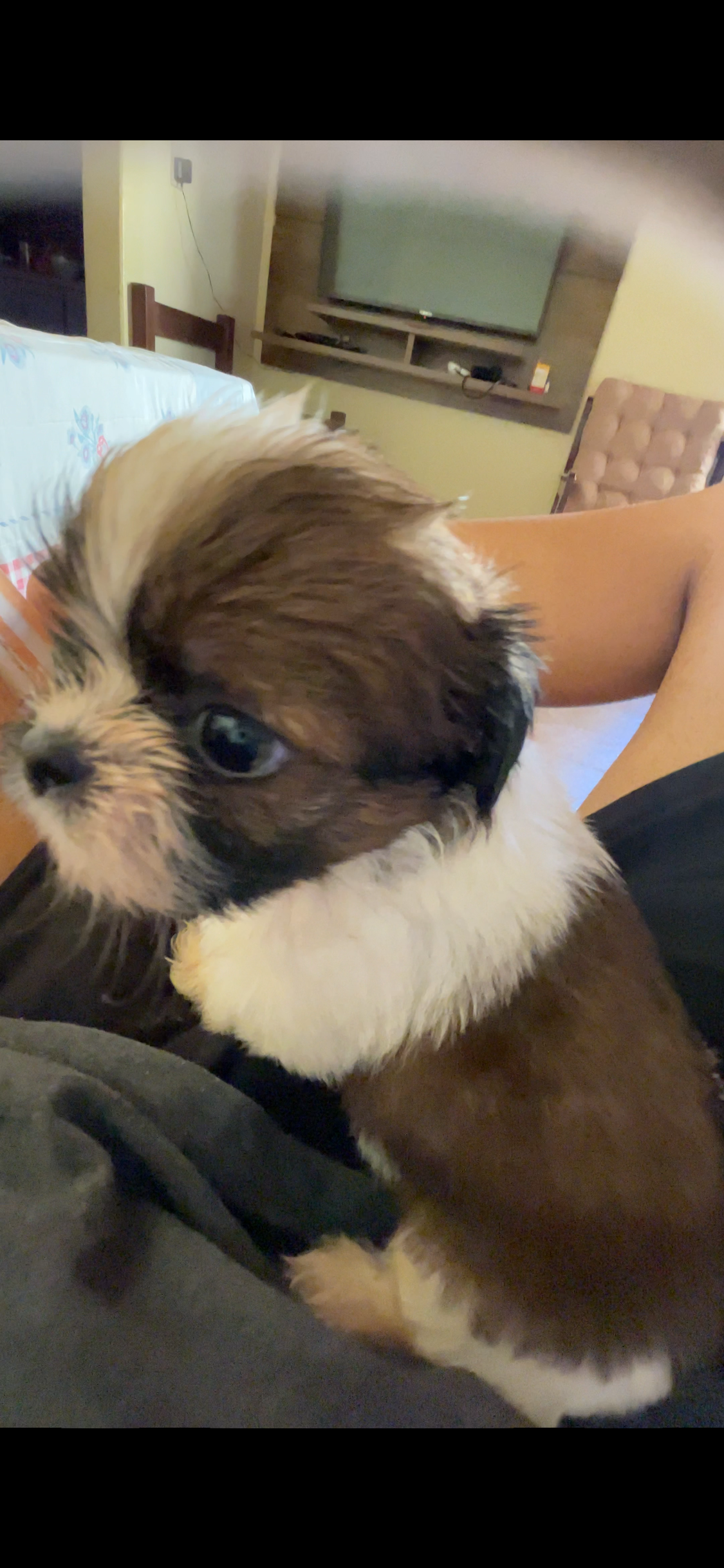 Portal Vendocão Filhote de Shih tzu Sete Lagoas