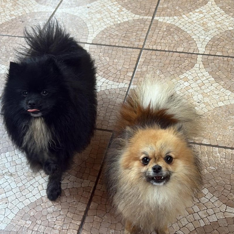 Lindo casal de LuLu da Pomerânia