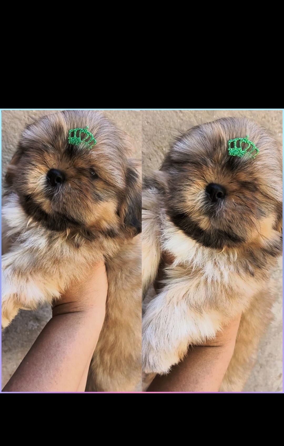 Vendo shitzu macho 2 meses puro - Foto 1