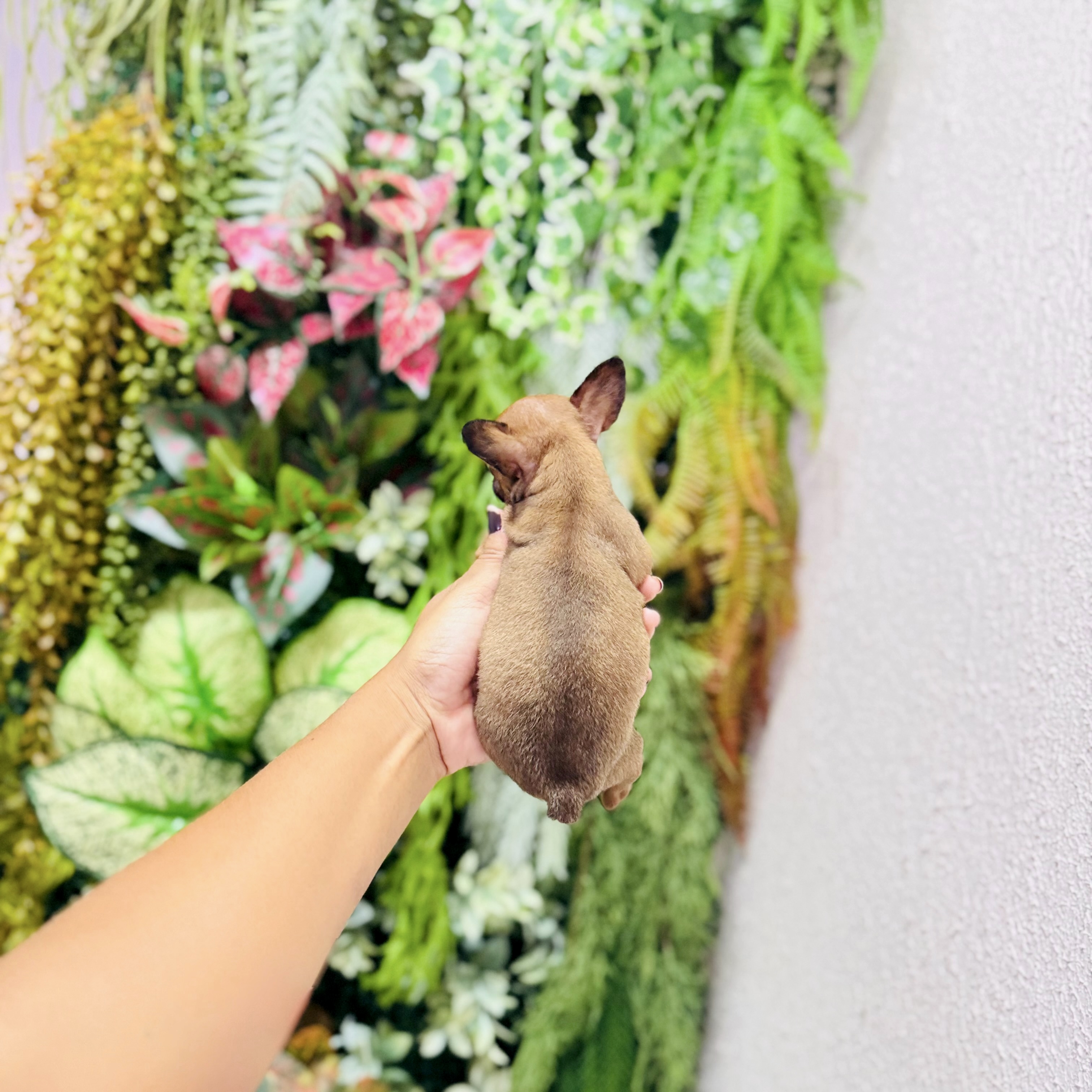 Portal Vendocão Pinscher Fêmea Miniatura Original Senador Canedo 