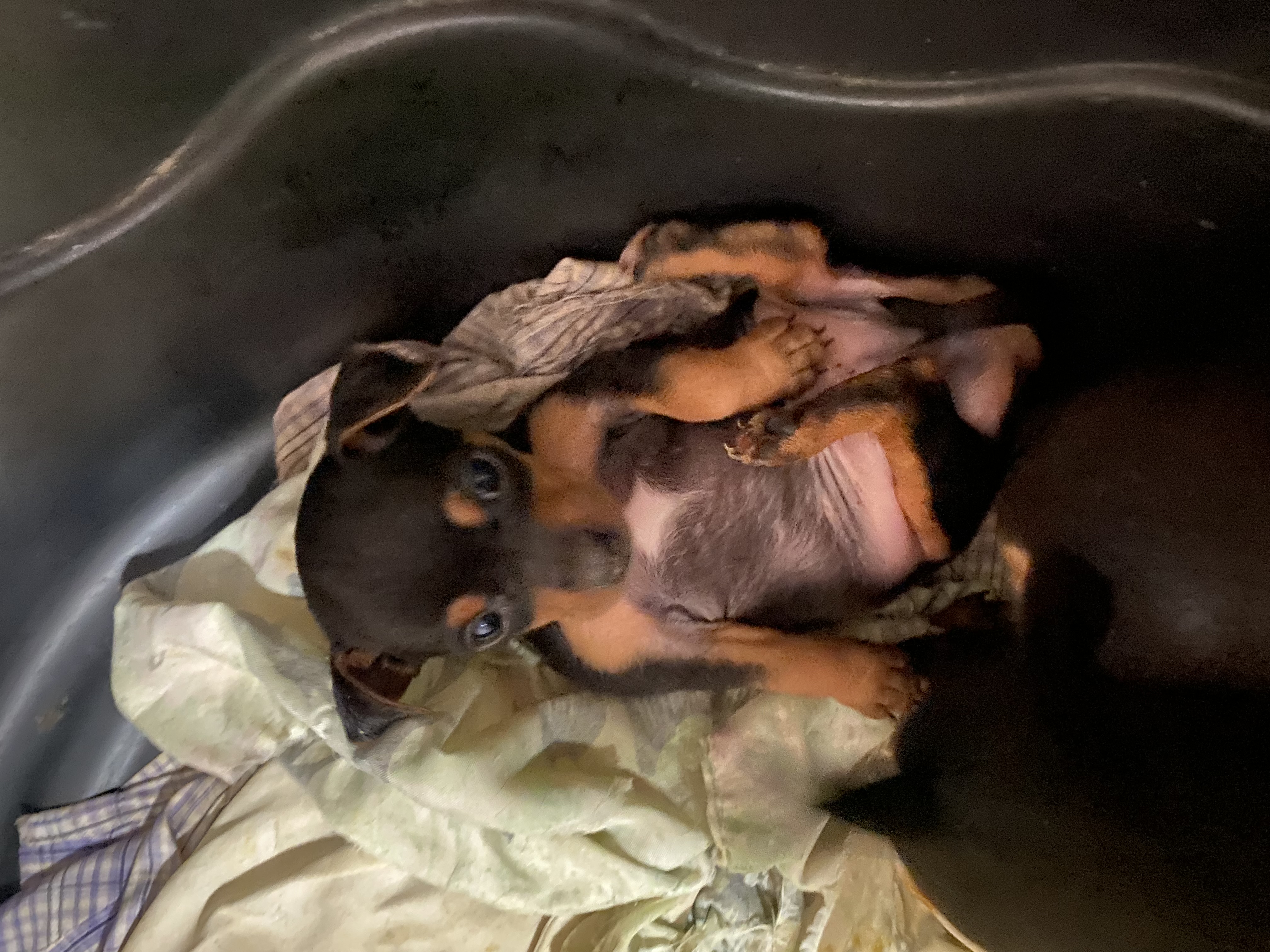 Cachorro Pischer  - Foto 3