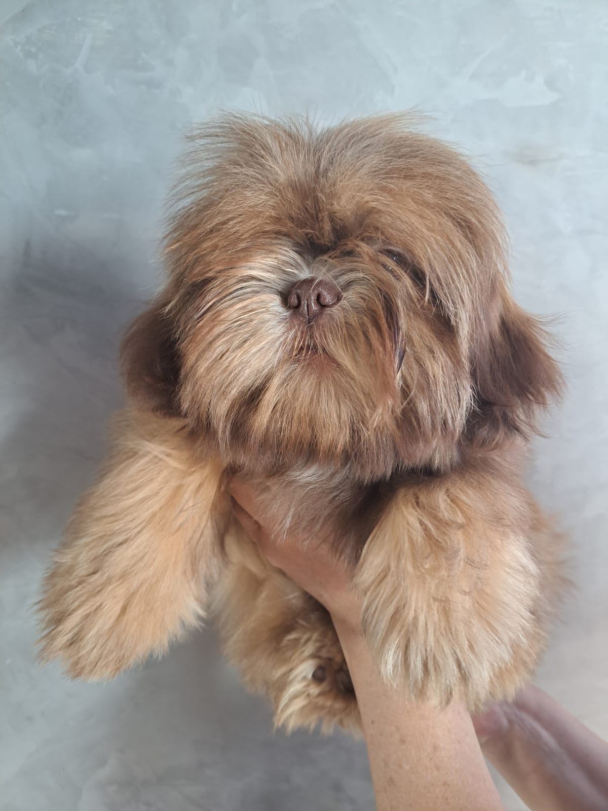 Portal Vendocão Shih tzu  Campo Grande 