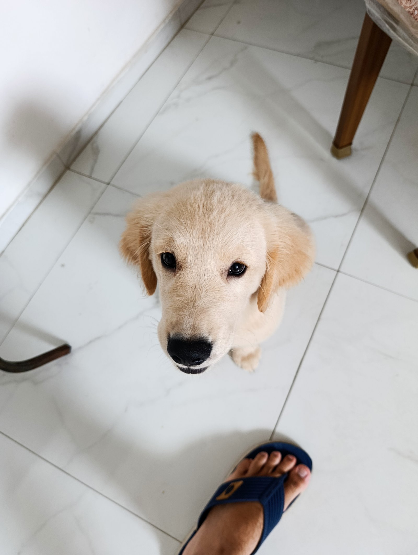 Filhote de cachorro - Golden retriever 