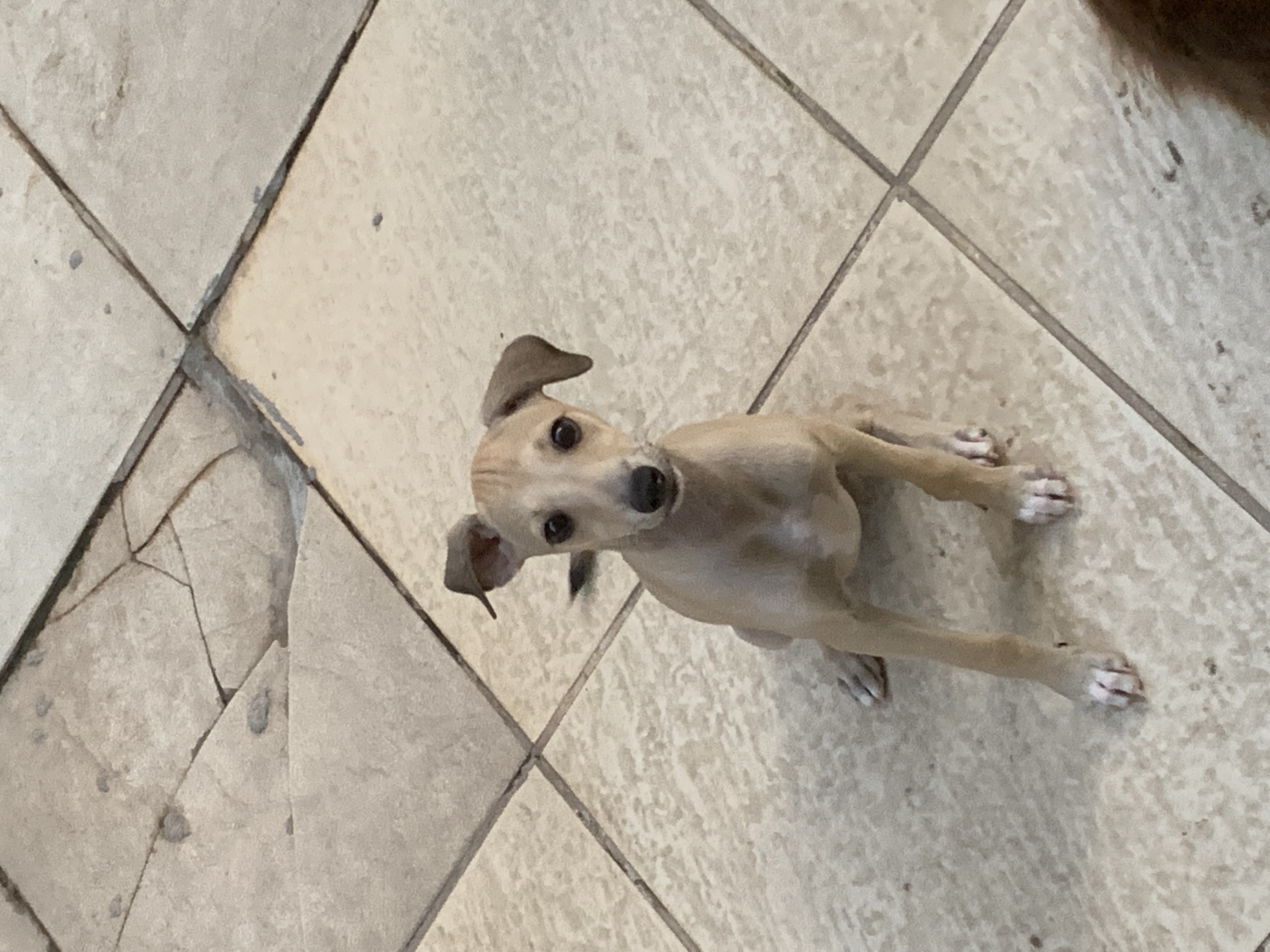 Portal Vendocão Galgo Italiano  Marica 