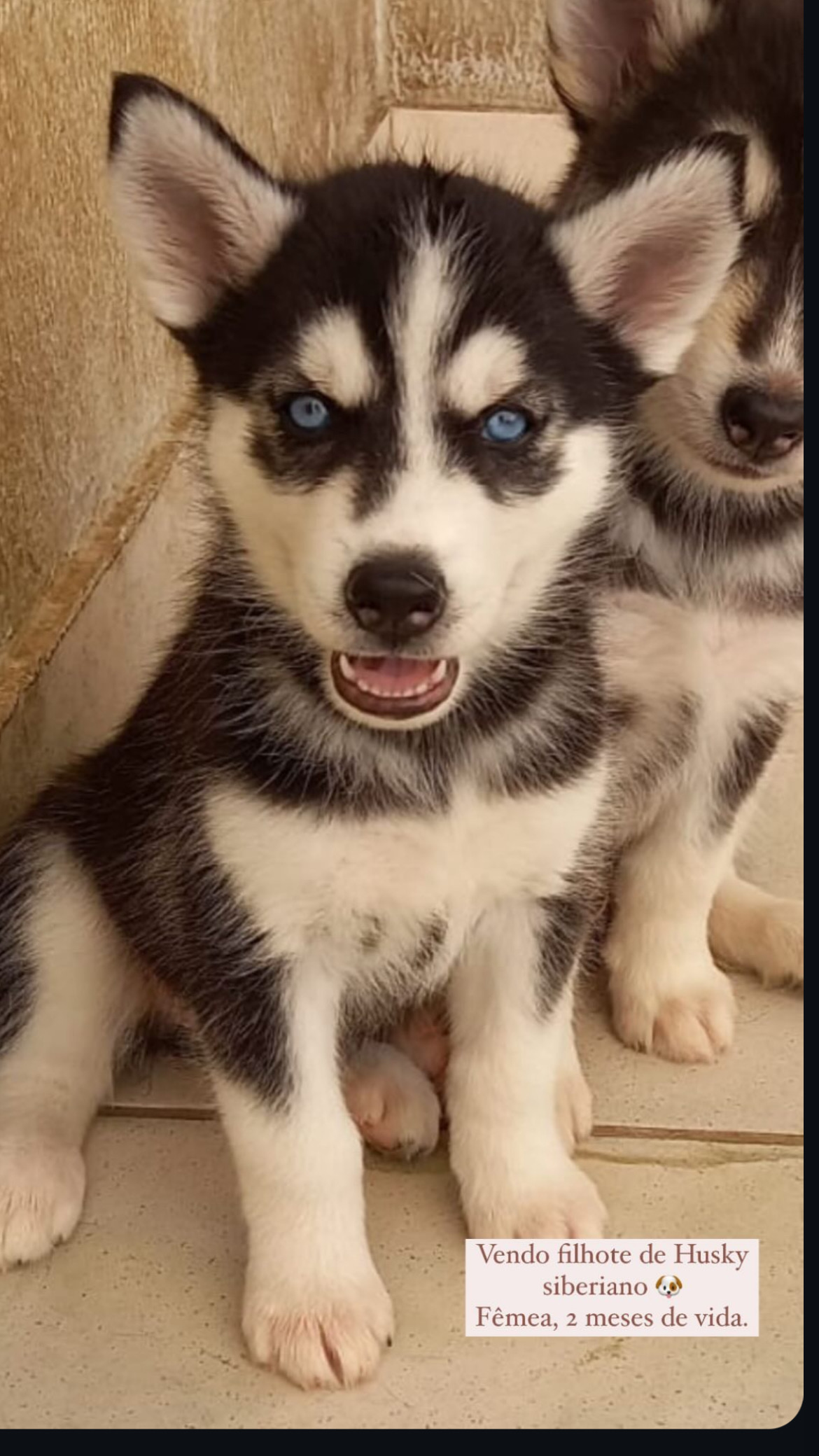 Portal Vendocão husky siberiano Goiânia 