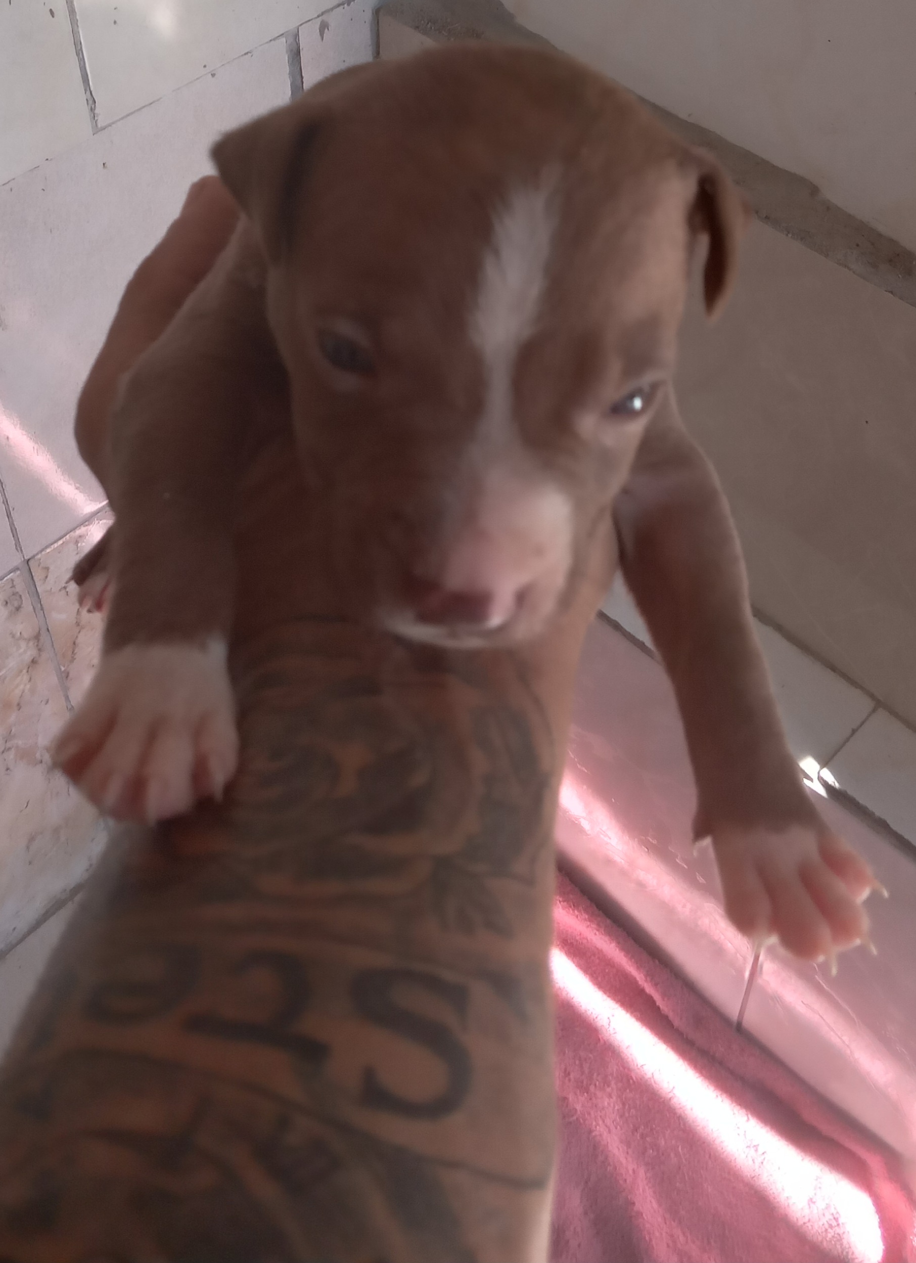 Portal Vendocão Red nesse  Porto Alegre 