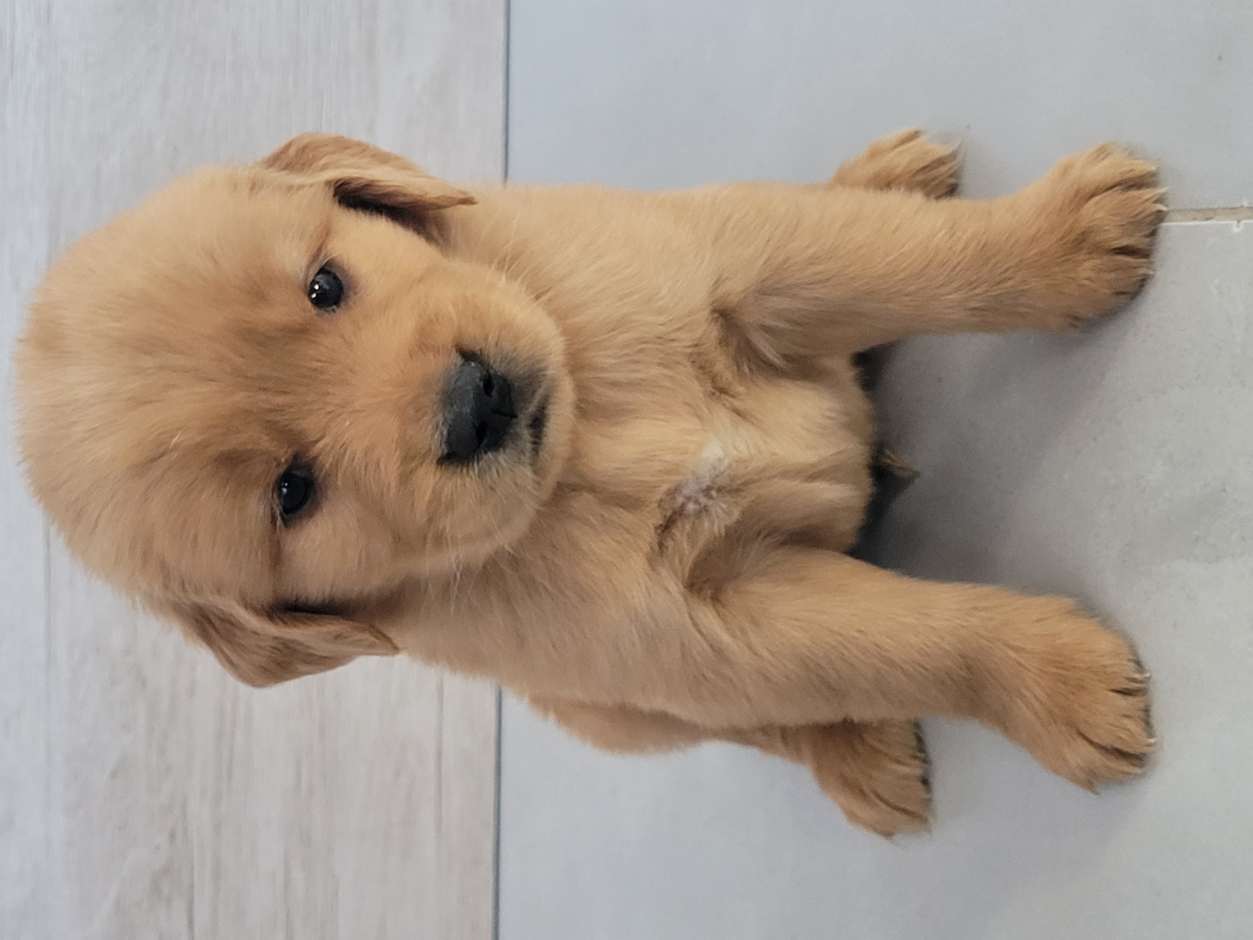 Portal Vendocão Vendo Golden Retriever  Balneario Camboriu