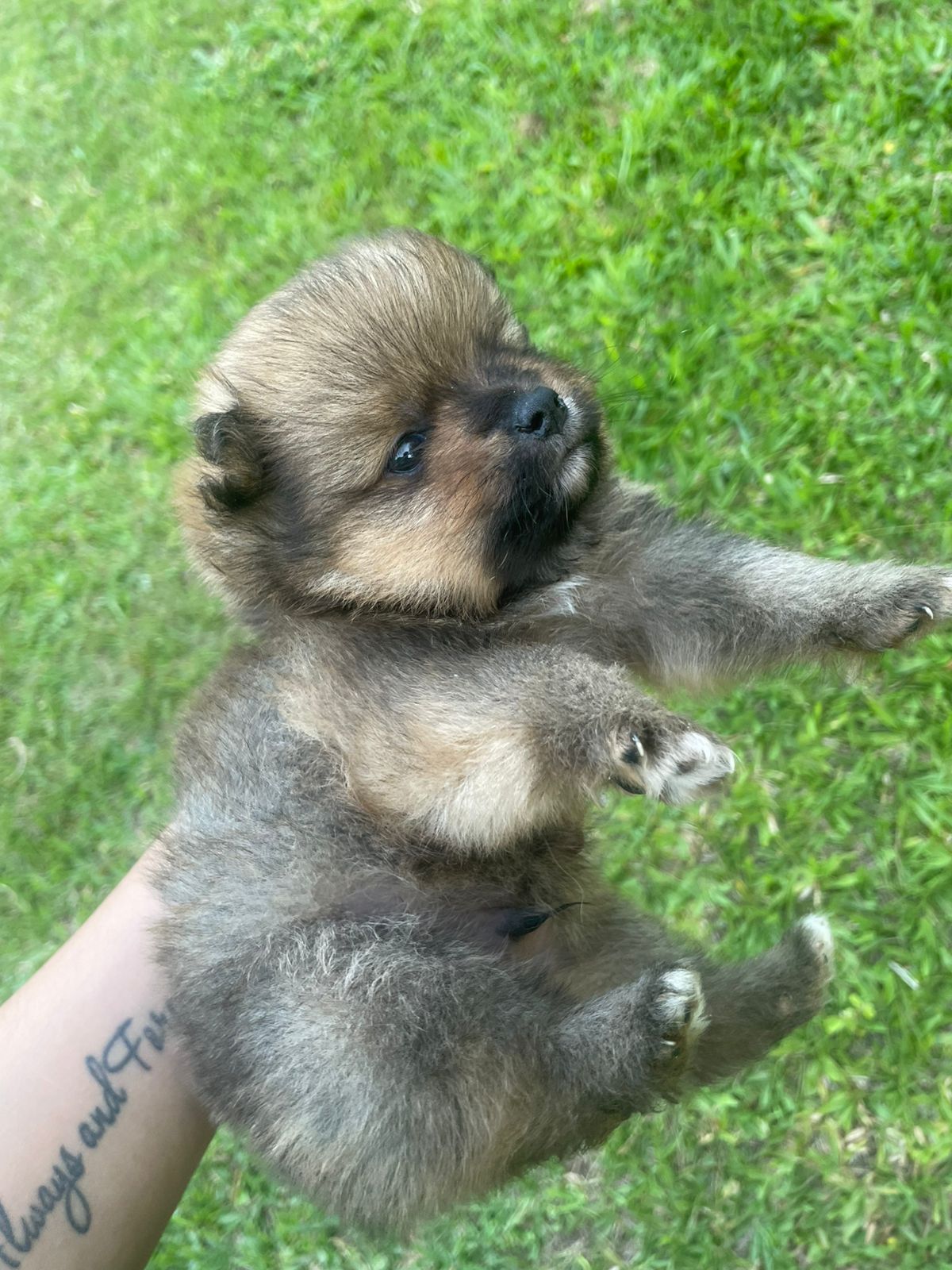 Portal Vendocão FILHOTES DE SPITZ ALEMÃO MINI MACHOS Sapiranga