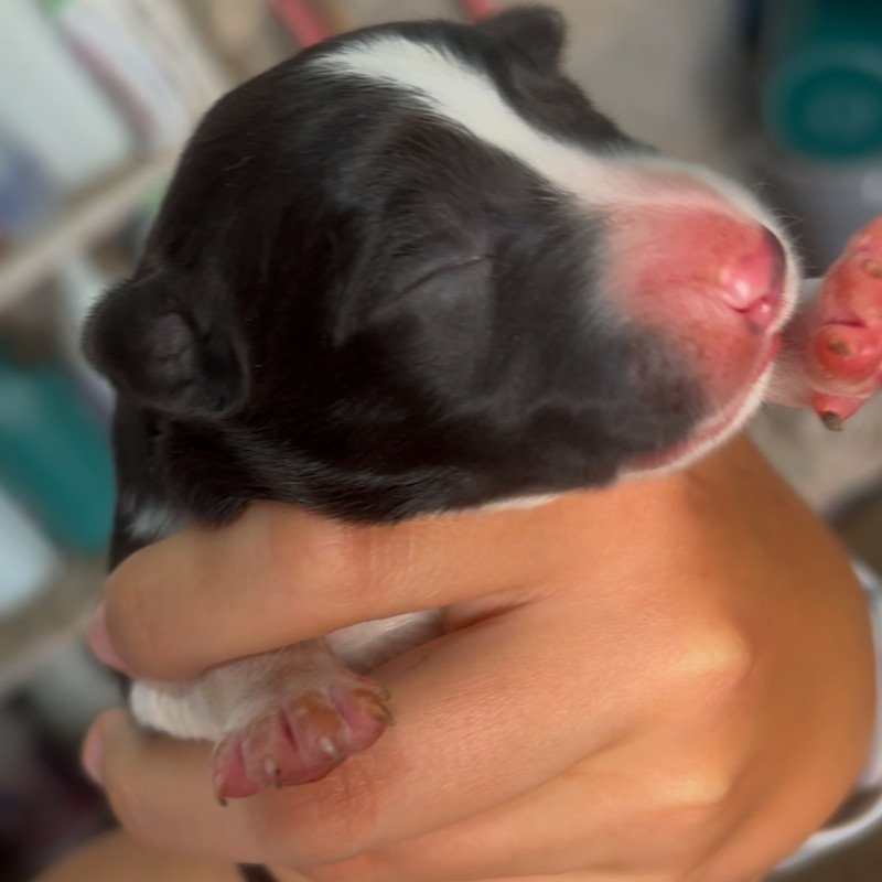 Filhotes de Border Collie