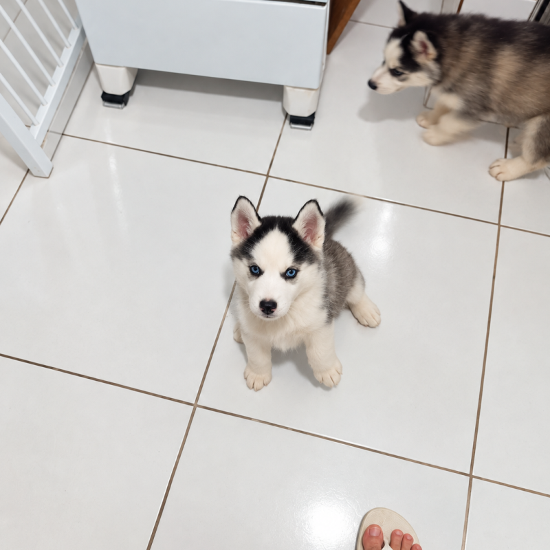 Husky siberiano