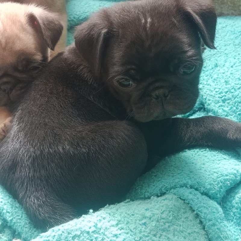 Vendo lindos filhotes de Pug