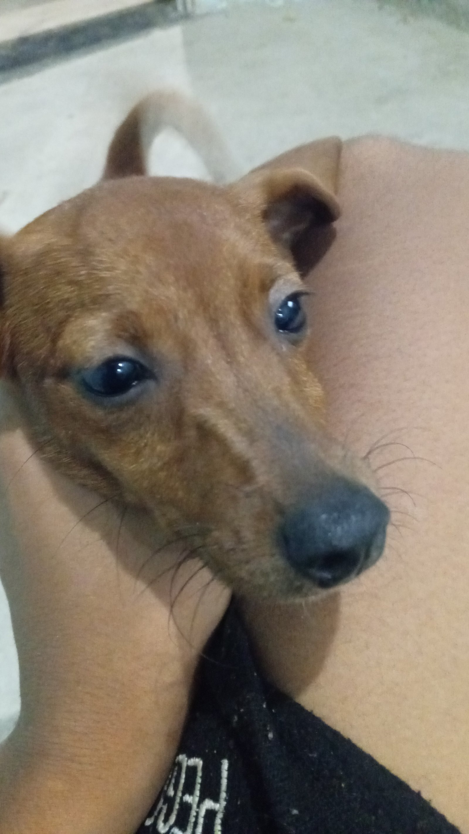 Vende se cão 