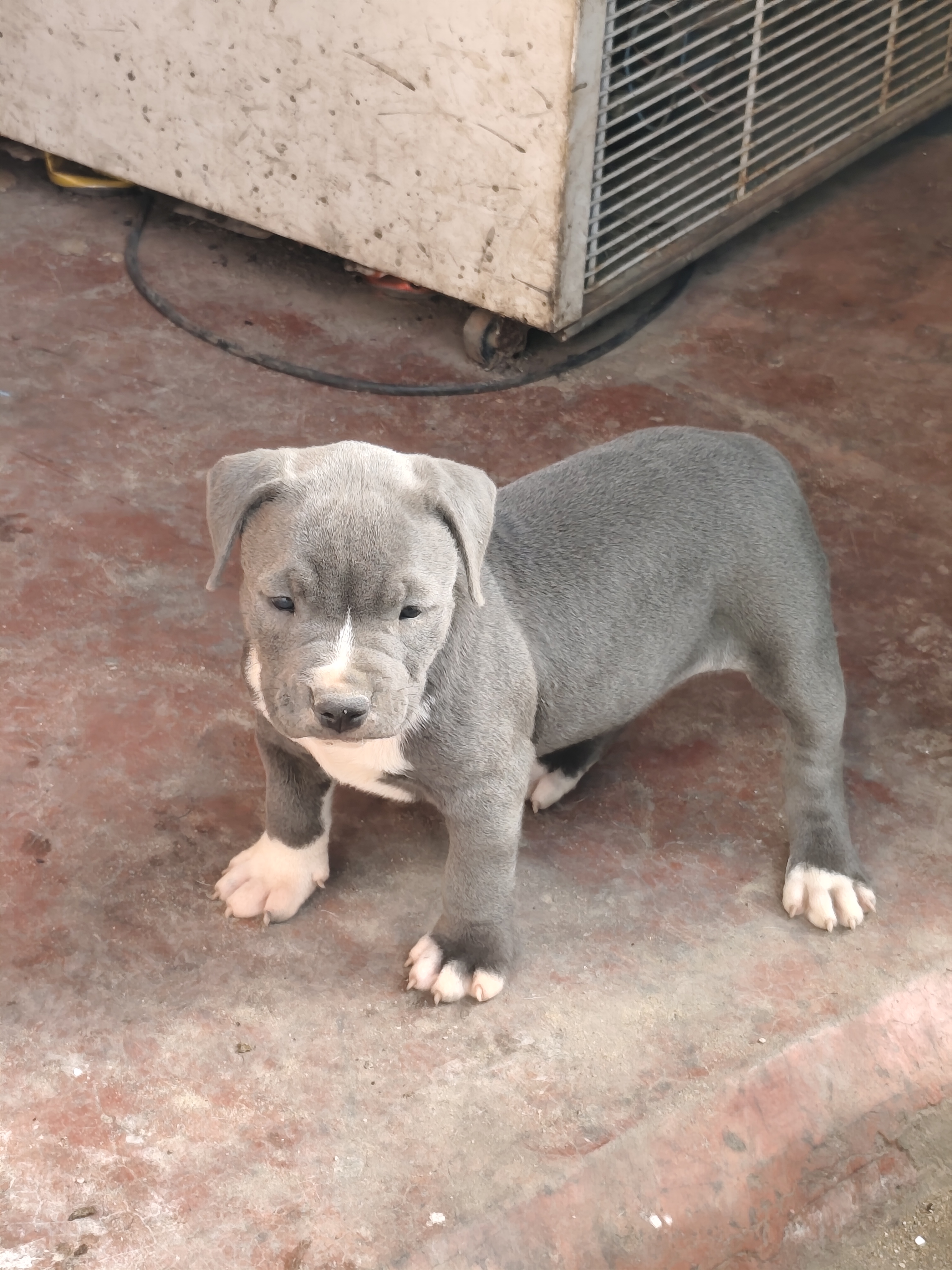 Filhote de American Bully 2 meses - Foto 3