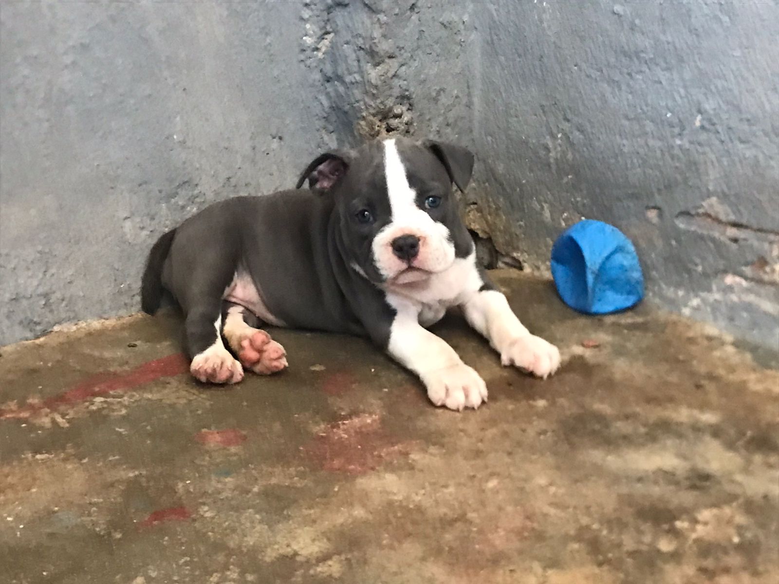 Filhotes de América Bully com pedigree  - Foto 3