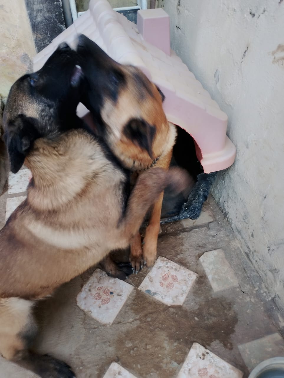 Vende se lindo casal de pastor malinoas. Oportunidade única. Preço do casal - Foto 1