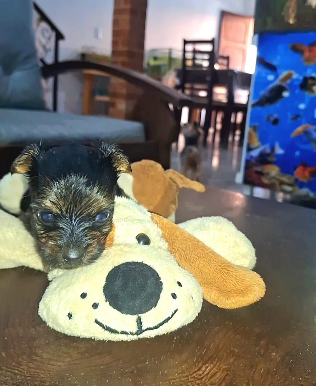 Portal Vendocão YORKSHIRE MACHO  Aracati