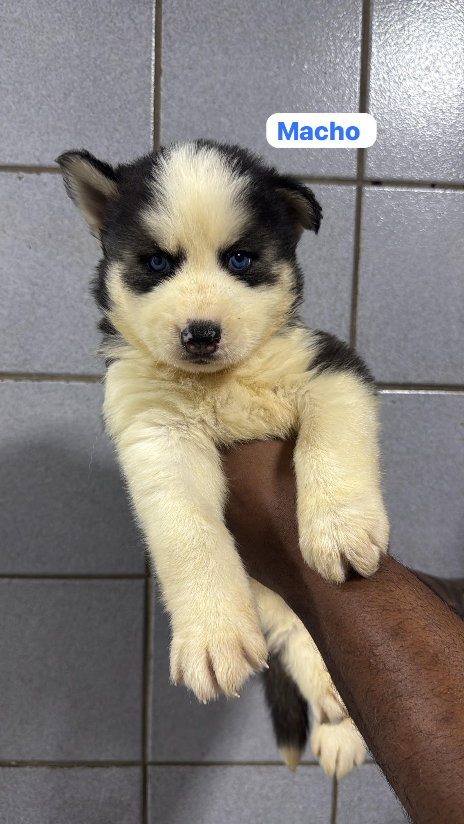 Filhotes de husky siberiano legítimos  - Foto 1