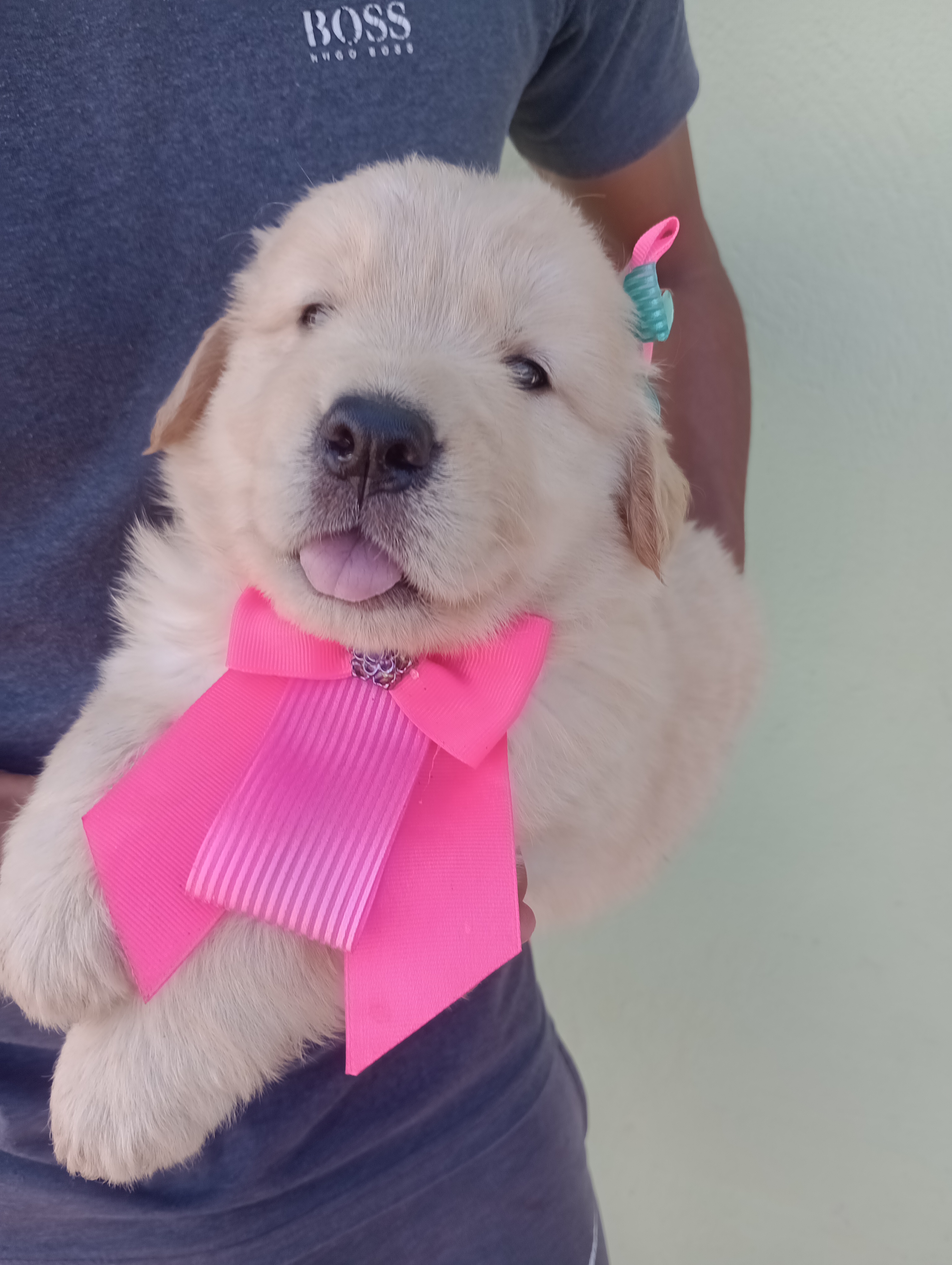 Portal Vendocão Golden retriver importado da Europa  Uberlândia