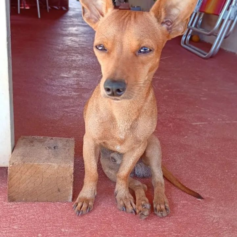 Pincher N°1 - Foto 1