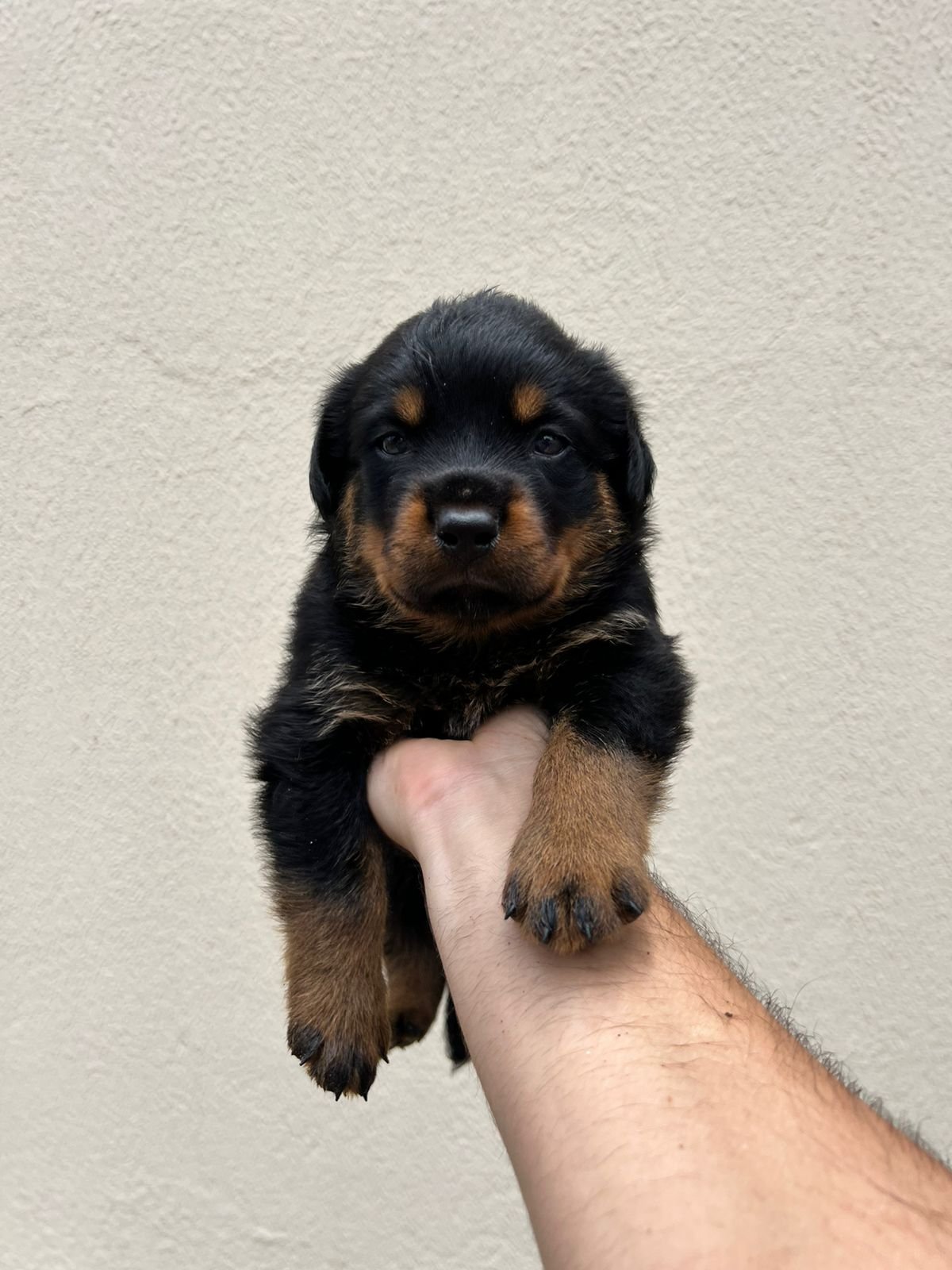 Rottweiler filhotes puros - Foto 5