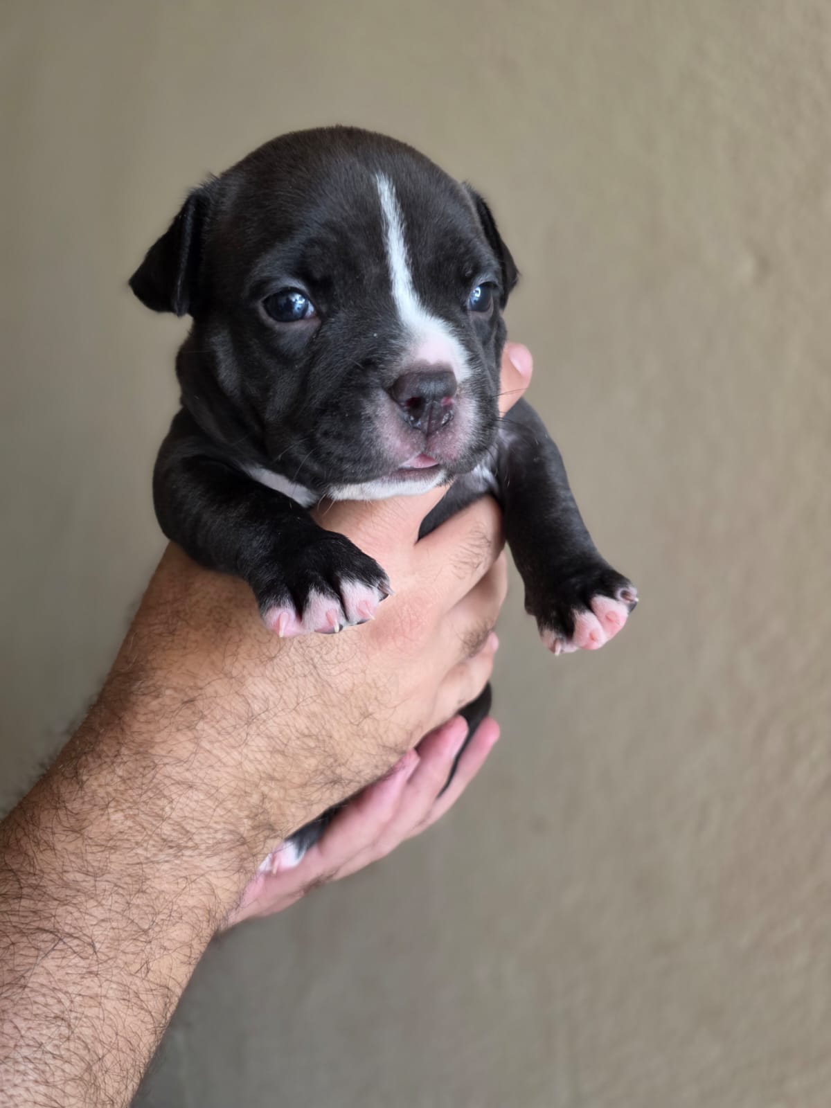 American Bully  - Foto 4
